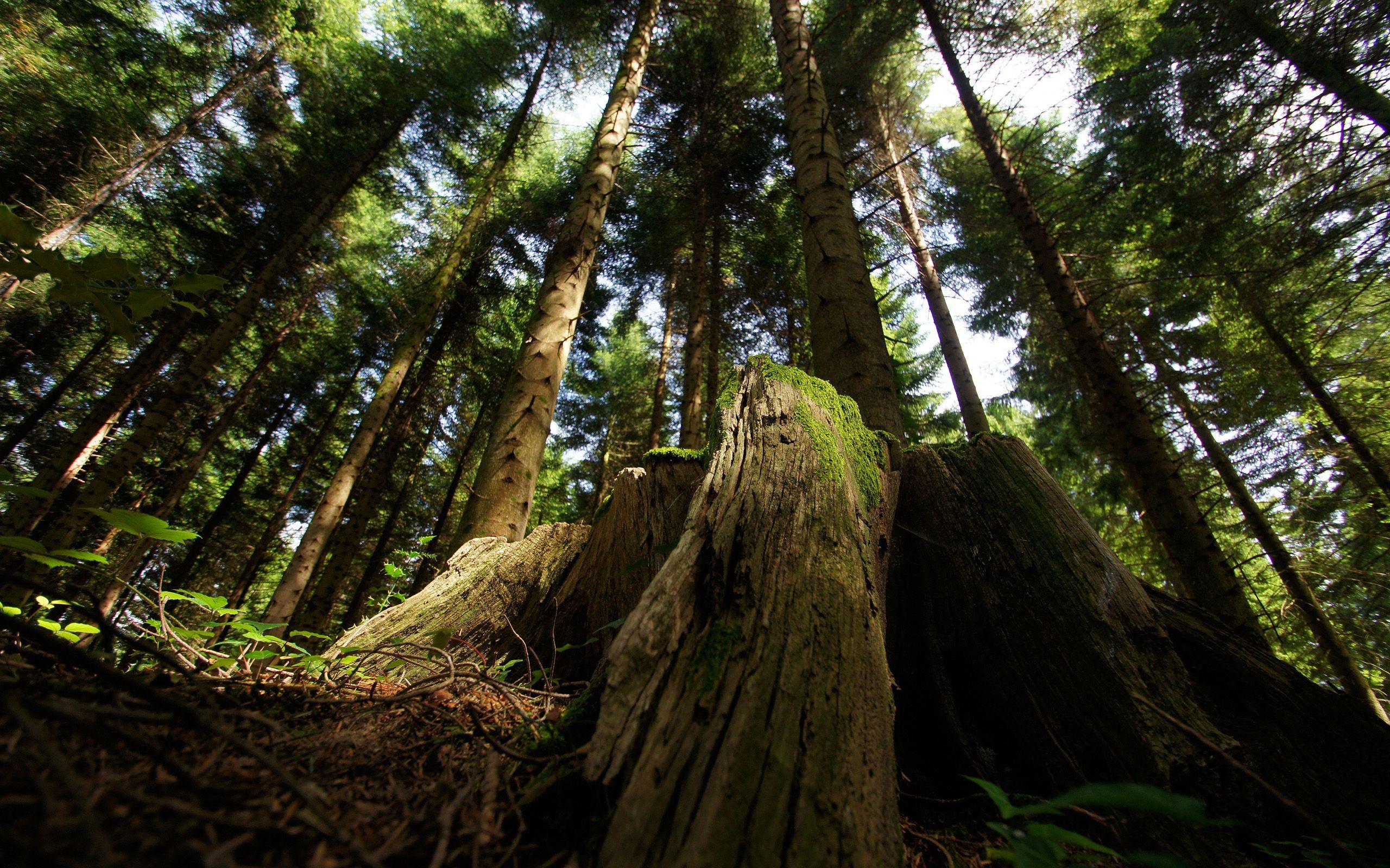 2560x1600 Photo Nature forest Tree stump Moss Trees 2560x1600