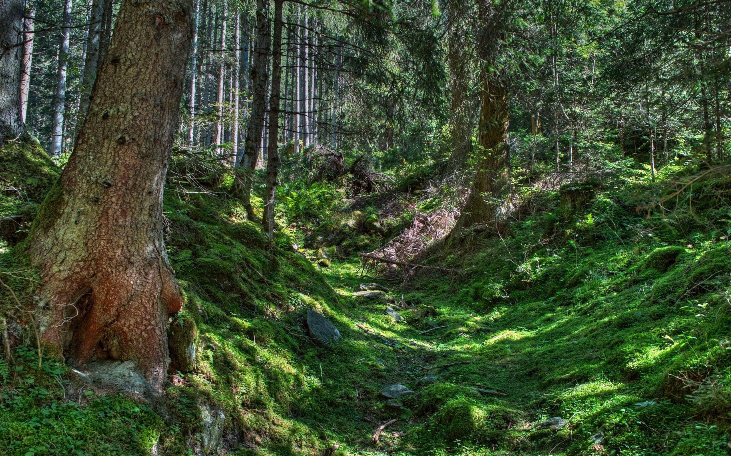 2560x1600 Dry river bank in the forest wallpaper wallpaper
