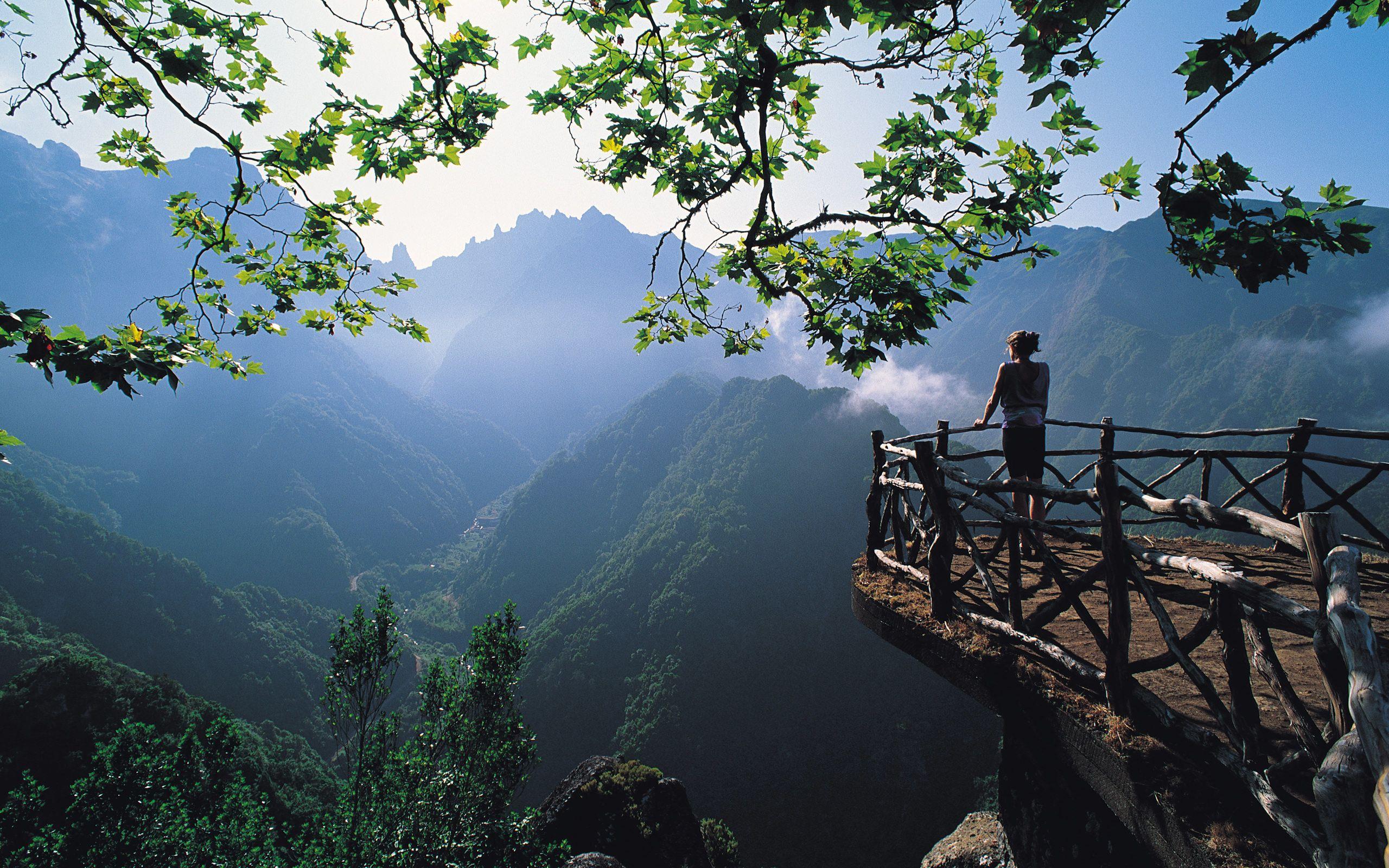 2560x1600 Wonderful Forest Wallpaper 2560x1600