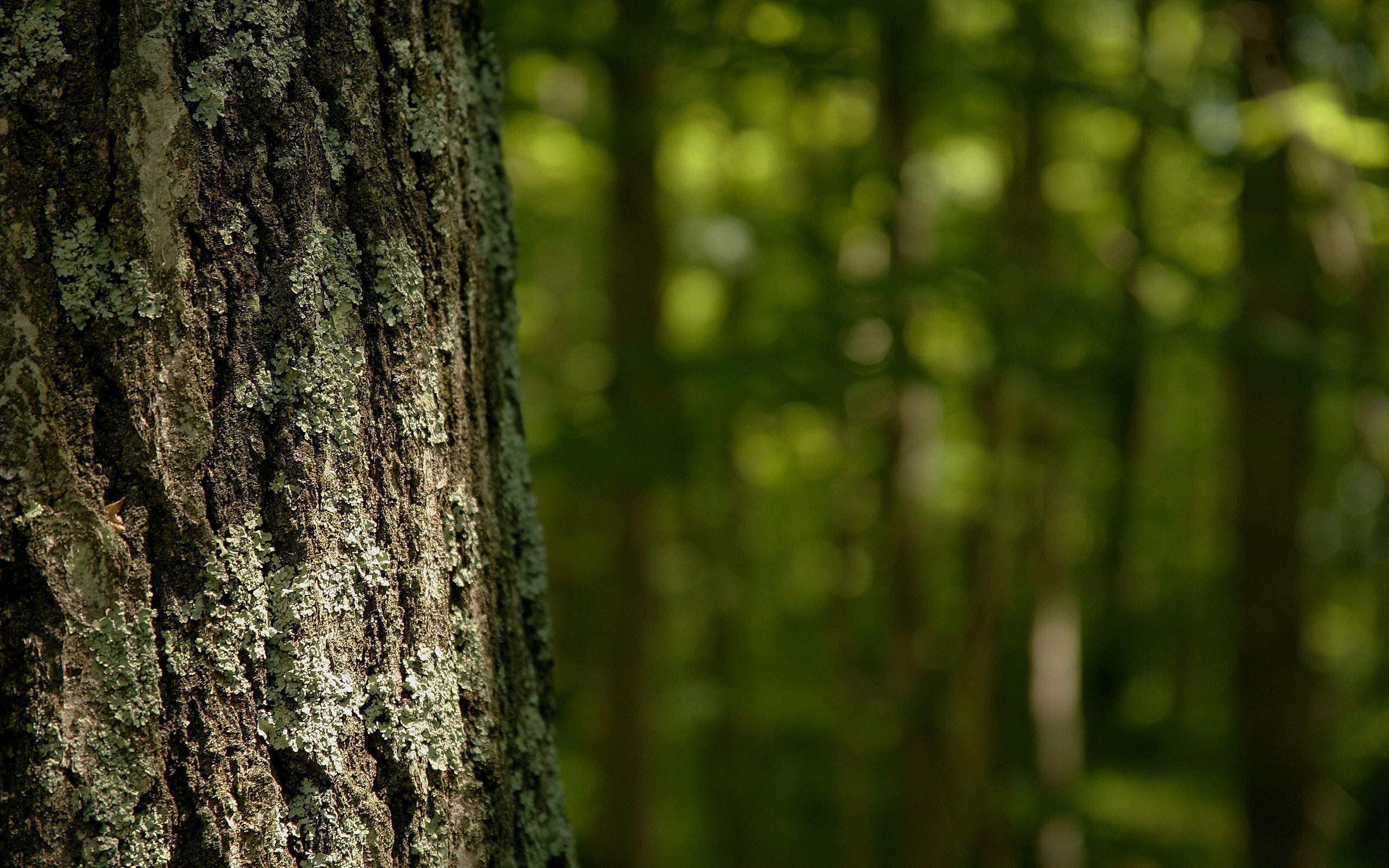 2560x1600 Forest Wallpaperx1600