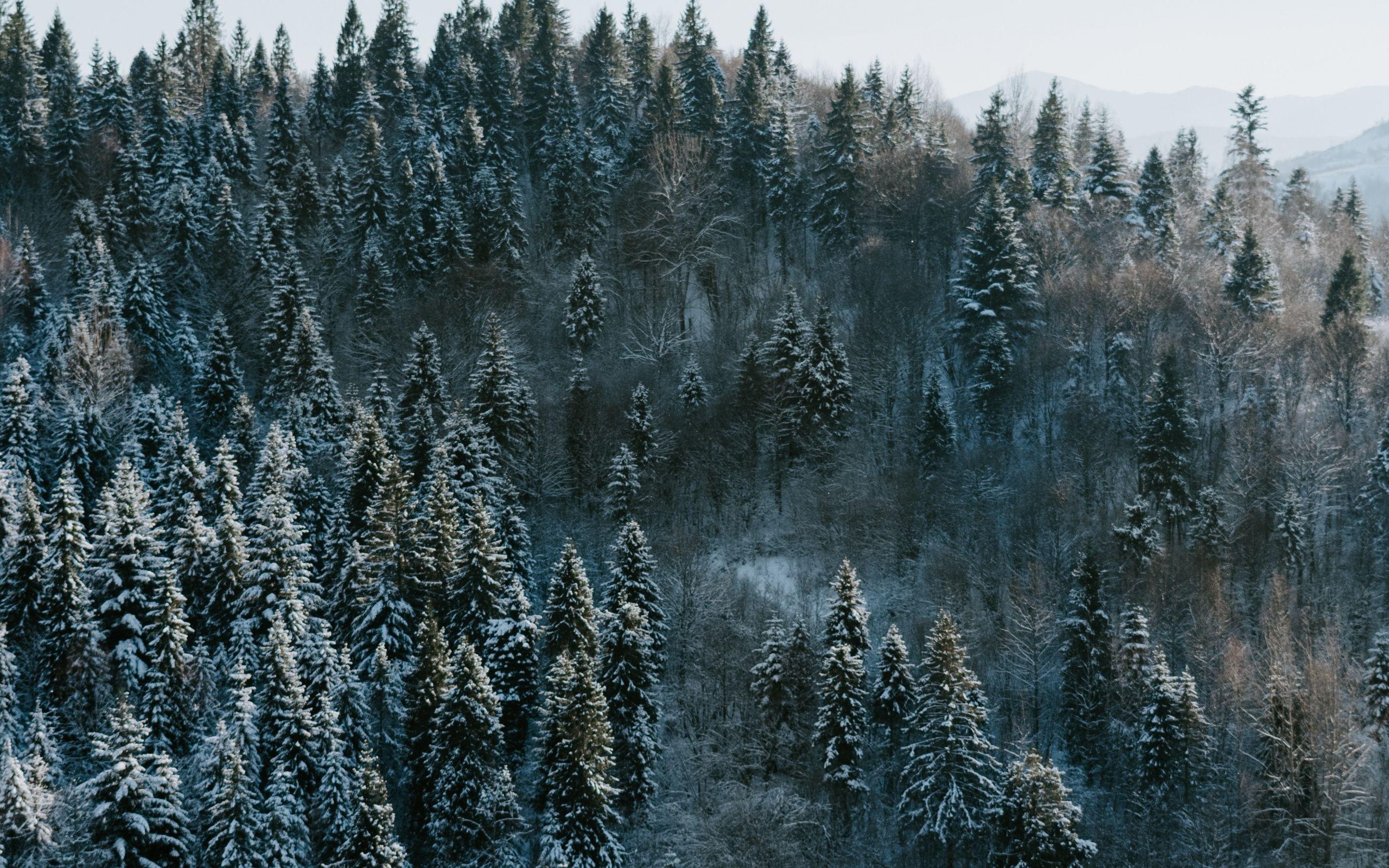 2560x1600 Download Pine trees, winter, nature, forest wallpaper, 2560x Dual Wide, Widescreen 16: Widescreen