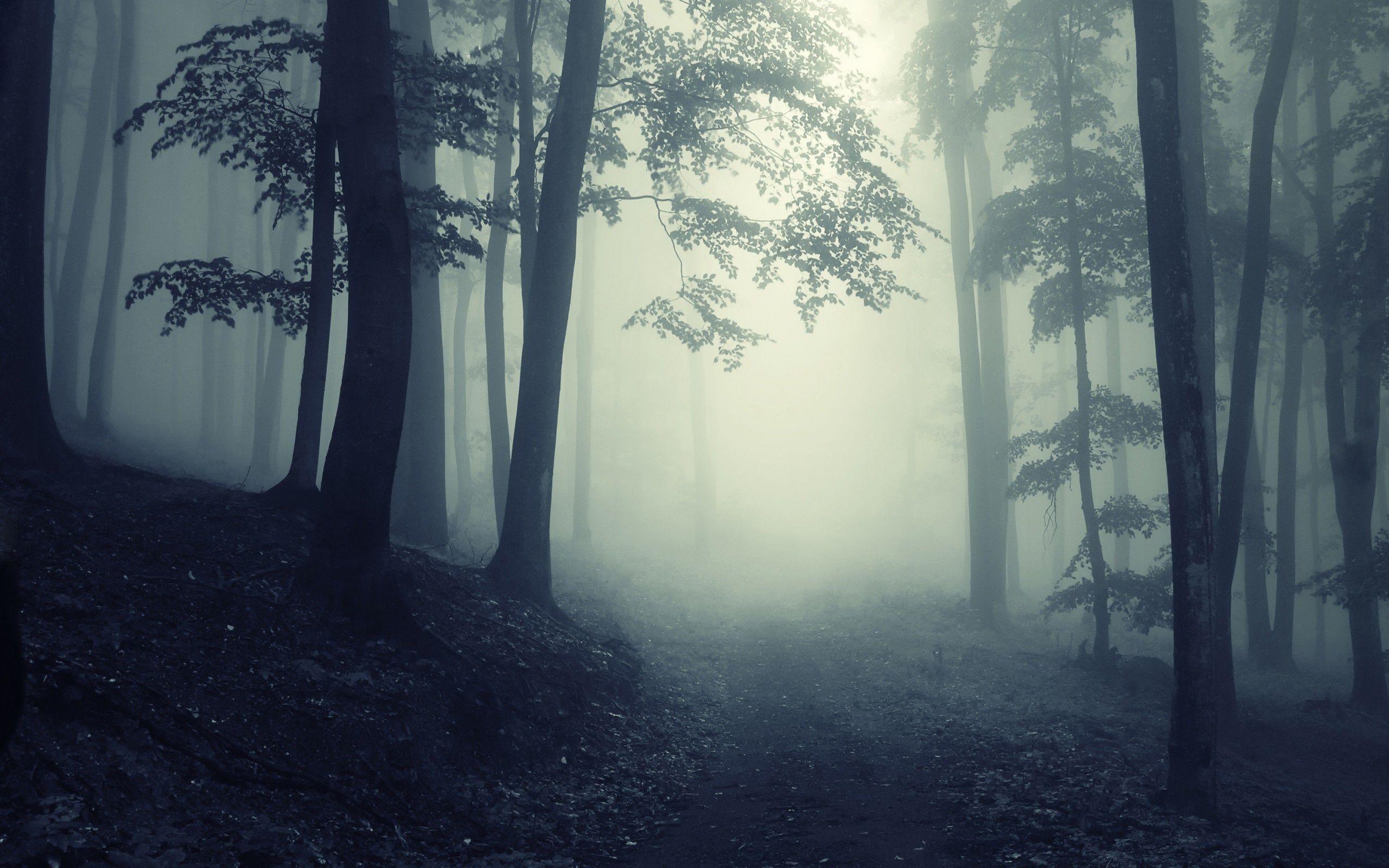 2560x1600 Path Through A Dark Forest Wallpaper