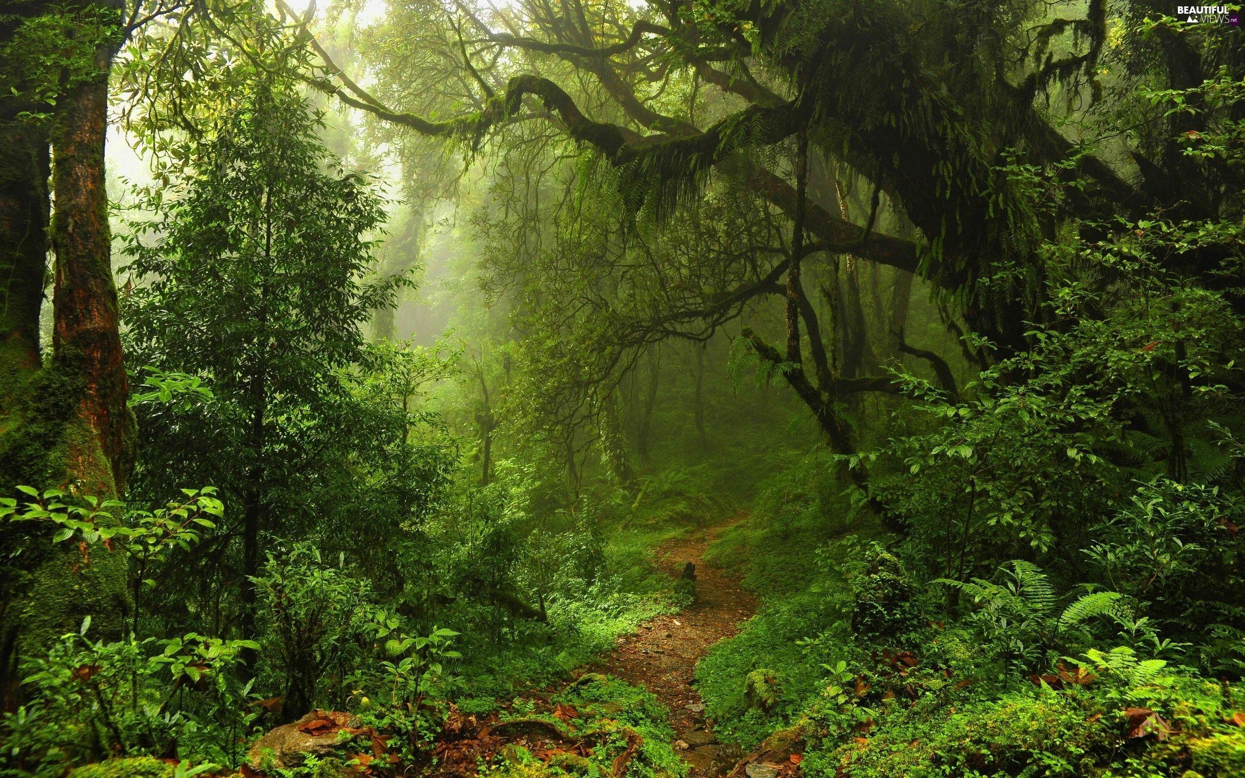 2560x1600 Beautiful Forest Path. ., magic, forest, Spring, Path views wallpaper: 2560x1600. Forest wallpaper, Mystical forest, Landscape walls