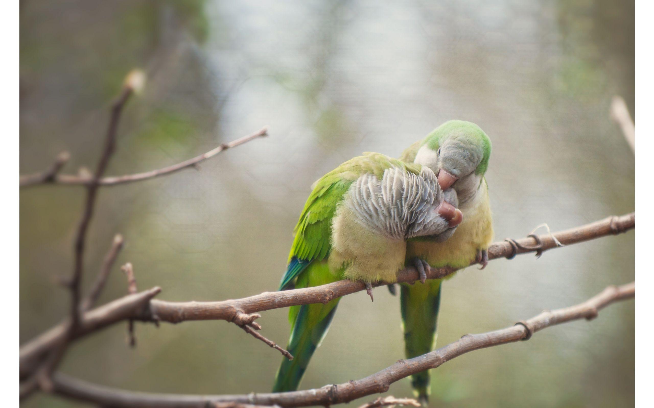 2560x1600 Free download Love Birds 2560 x 1600 Download Close [2560x1600] for your Desktop, Mobile & Tablet. Explore Wallpaper Of Love Birds. Free Wallpaper Birds, Free Love