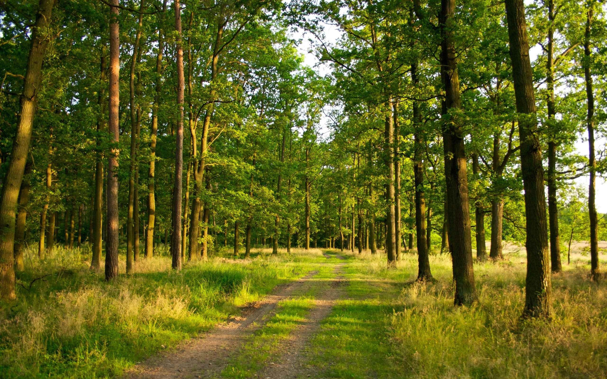 2560x1600 Forest Desktop Wallpaper