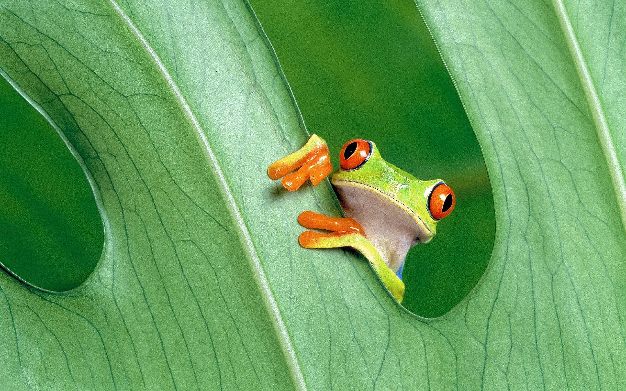 2560x1600 Animal Tree Frog wallpaper (Desktop, Phone, Tablet)