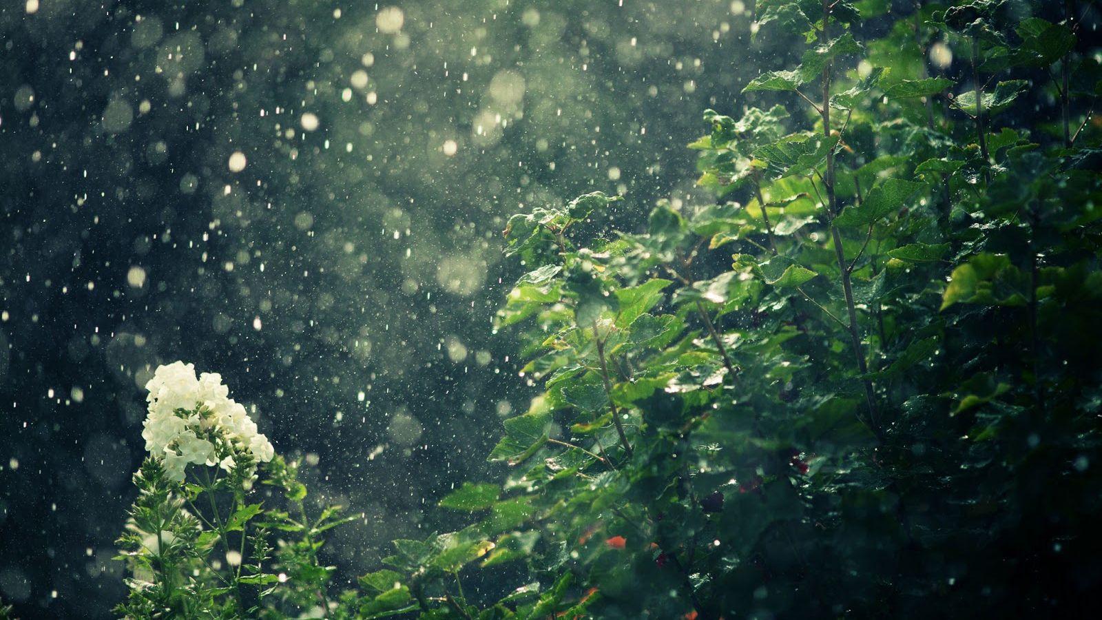 1600x900 Free download Rain Falling HD Wallpaper Picture Image Background [1600x1000] for your Desktop, Mobile & Tablet. Explore Falling Rain Wallpaper. Free Rain Wallpaper, Rainy Window Desktop Wallpaper, Wallpaper for Computer Rain