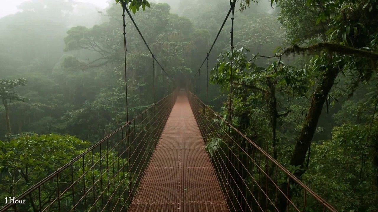 1280x720 Hour Rain and Thunder;Sleep, Relaxing, Meditation ASMR Sound HD High Qua. Jungle wallpaper, Jungle photography, High quality wallpaper