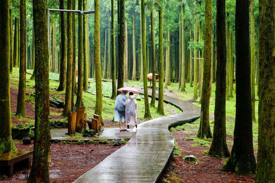 1130x753 Relaxing walk in the tropical forest
