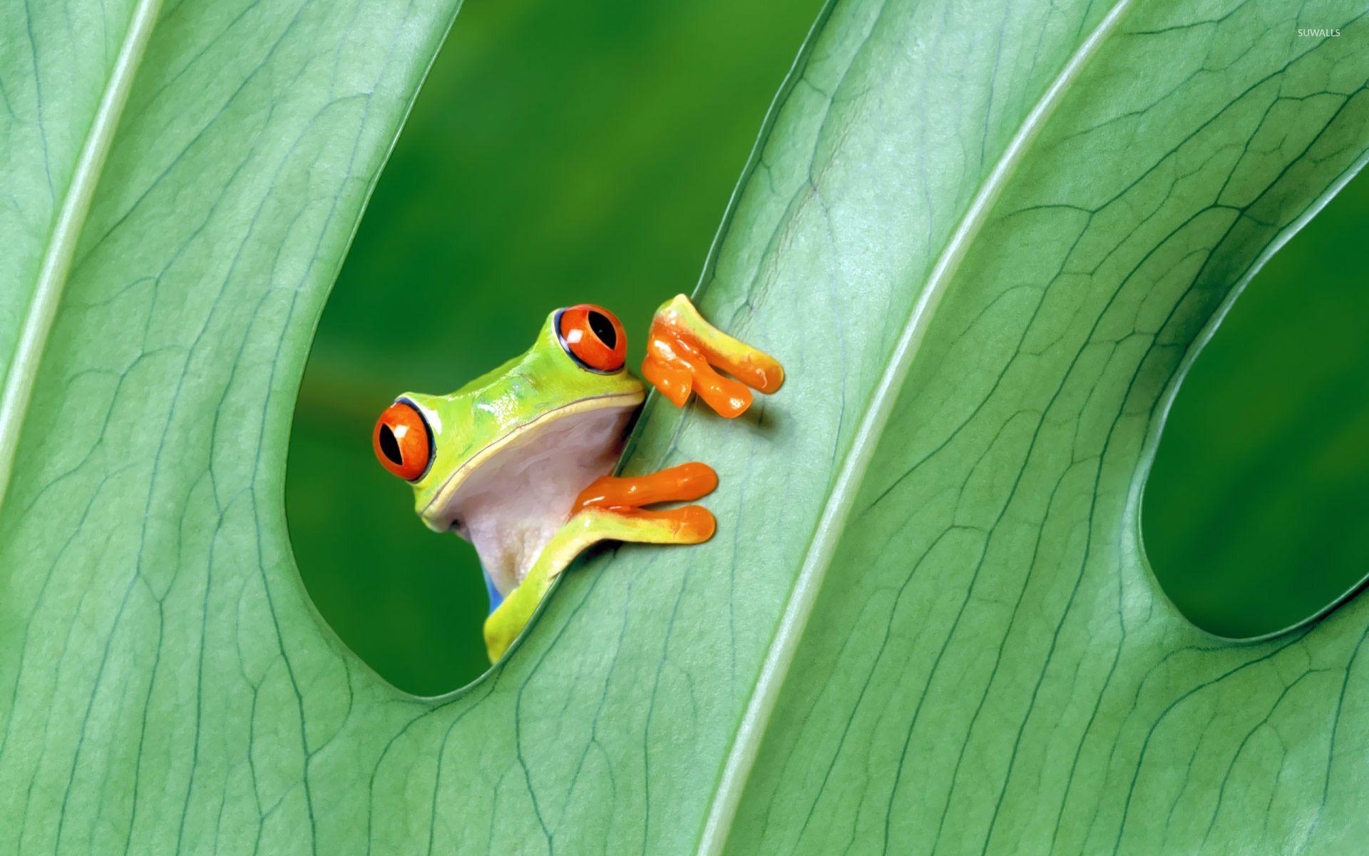 1920x1200 Red Eyed Tree Frog Wallpaper and Background Image