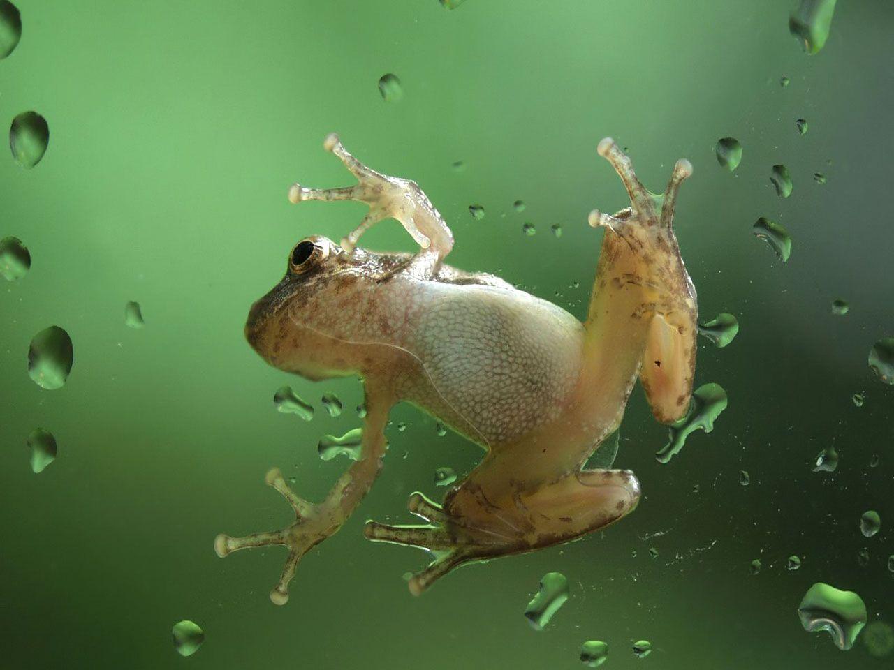 1280x960 Frogs Wallpaper Little Frogs Wallpaper
