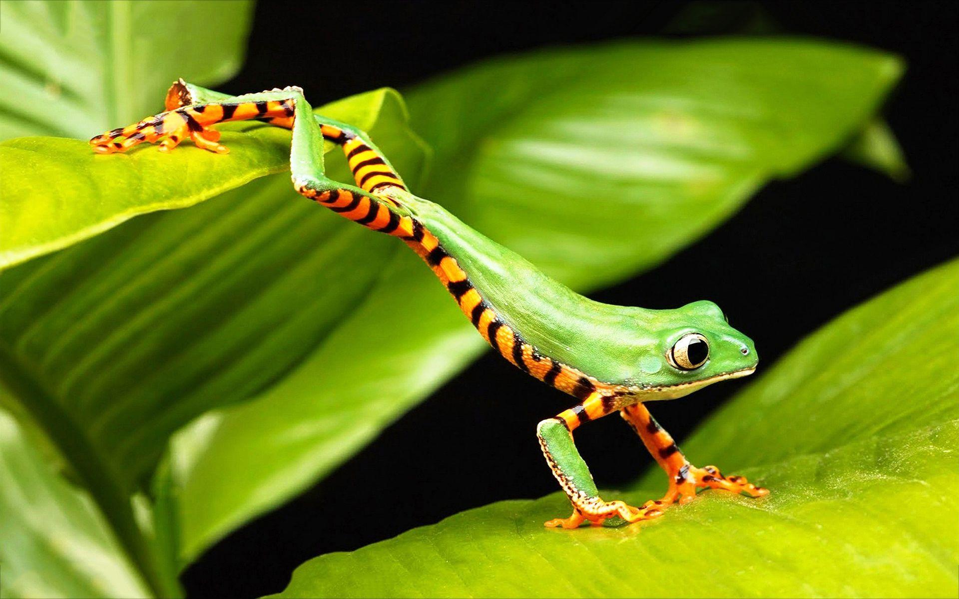 1920x1200 green tree frog leaping Wallpaper. TREE FROG JUMP. Макро мир