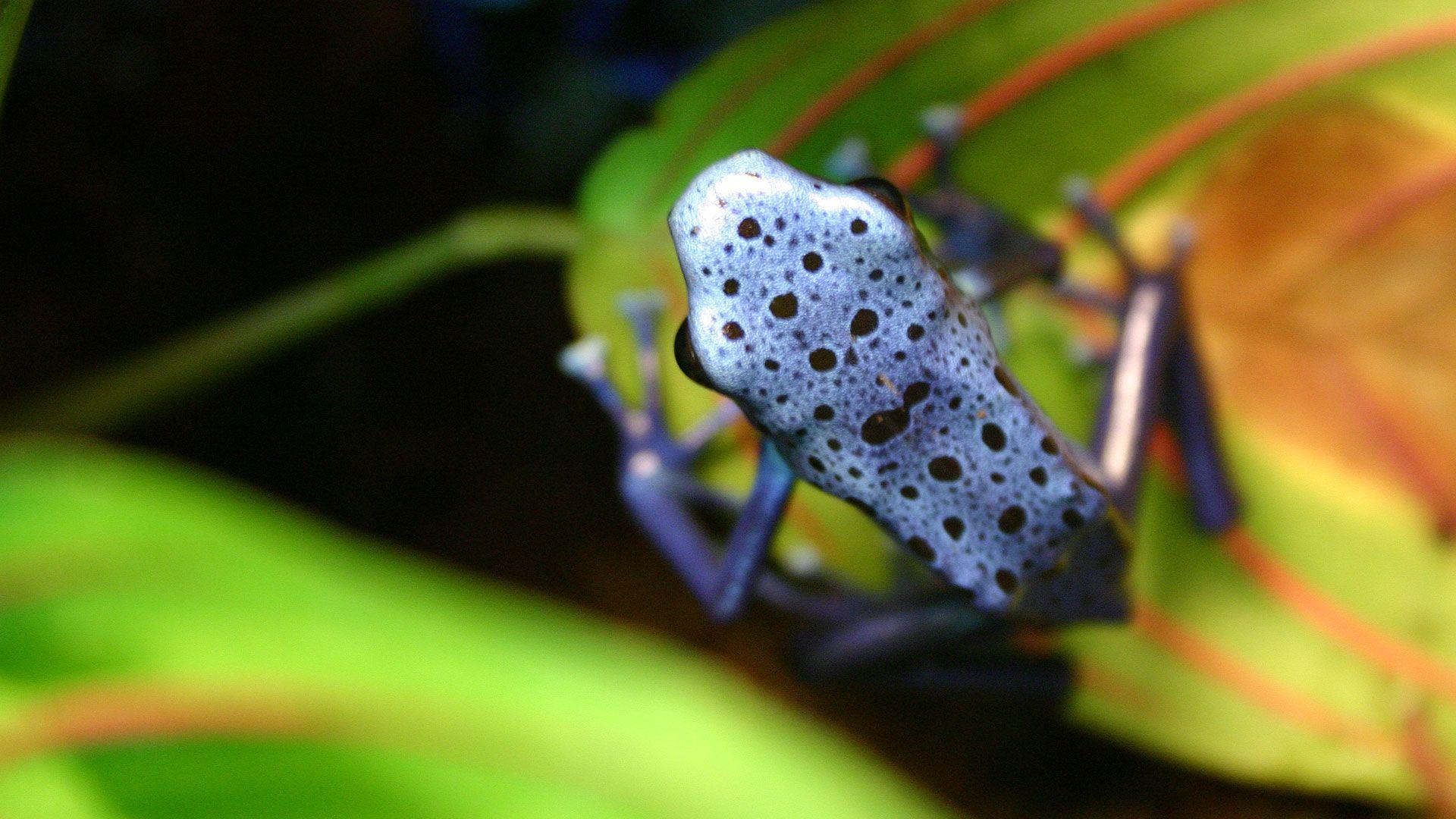 1920x1080 Frog Wallpaper, Frog HD Picture. W.Web Background Collection