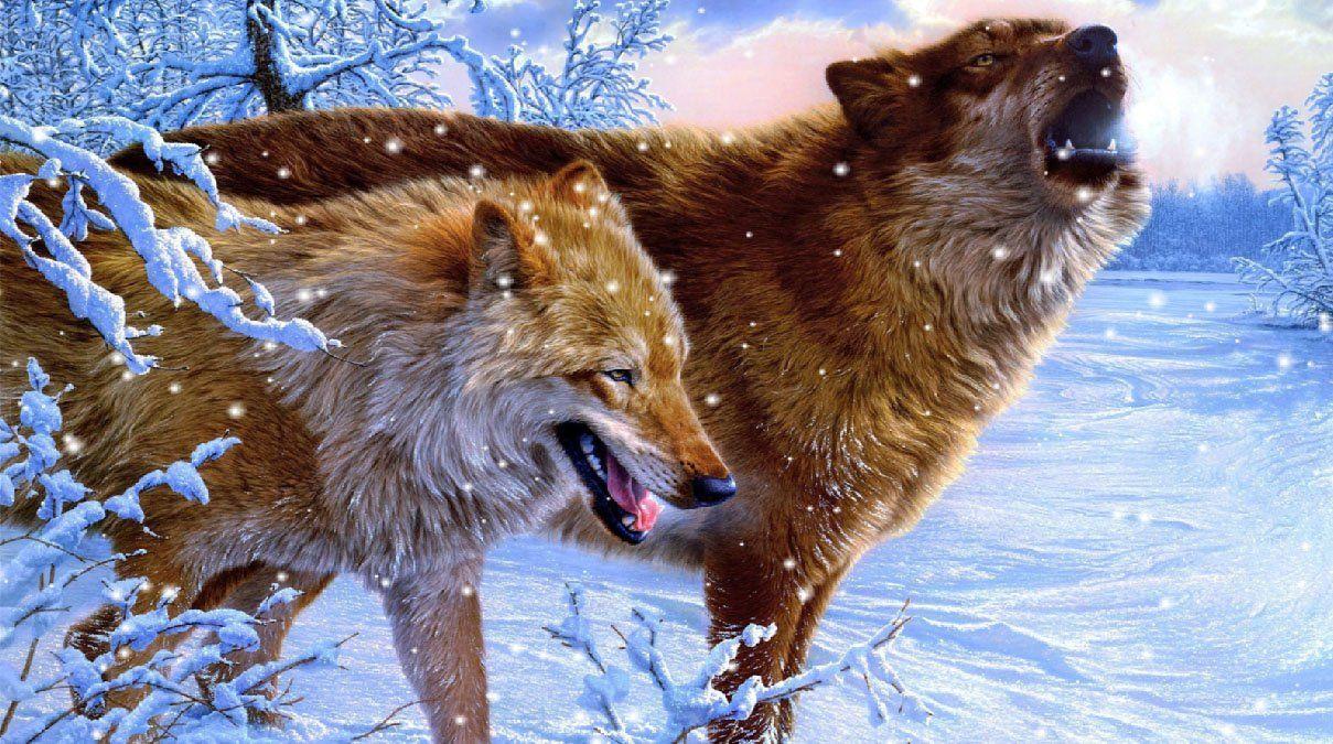 Christmas Wolves Wallpapers - Top Free Christmas Wolves Backgrounds