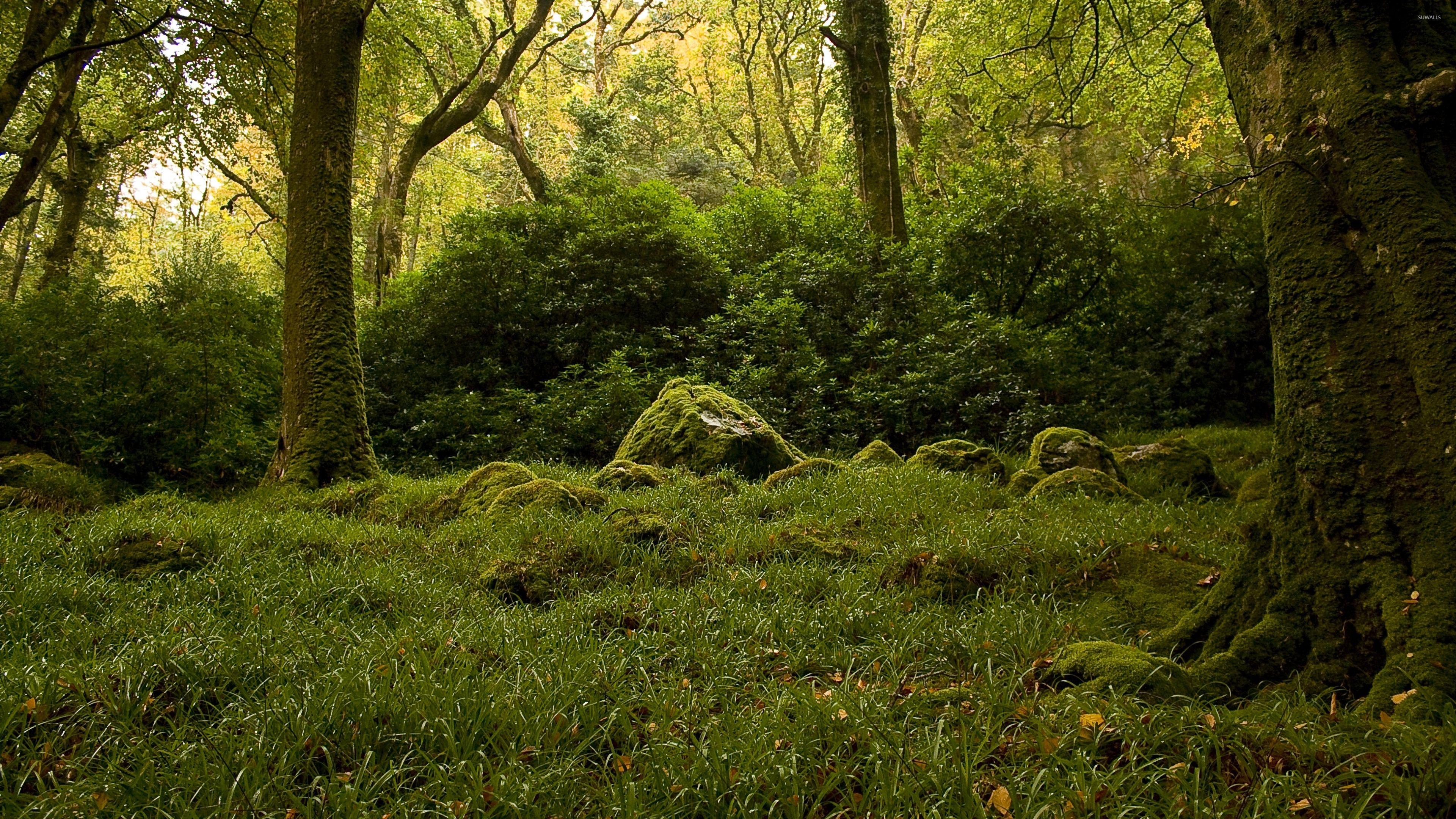 Mossy Forest Wallpapers - Top Free Mossy Forest Backgrounds ...