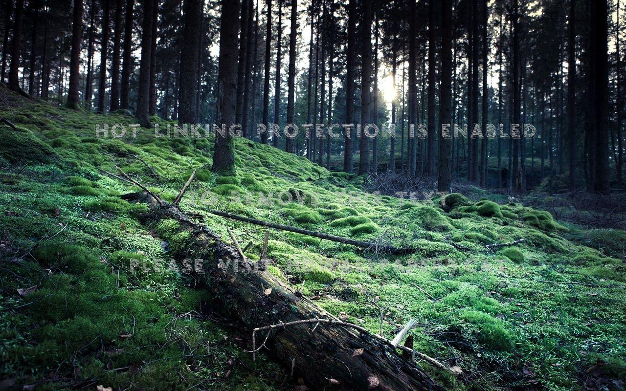 Mossy Forest Wallpapers - Top Free Mossy Forest Backgrounds