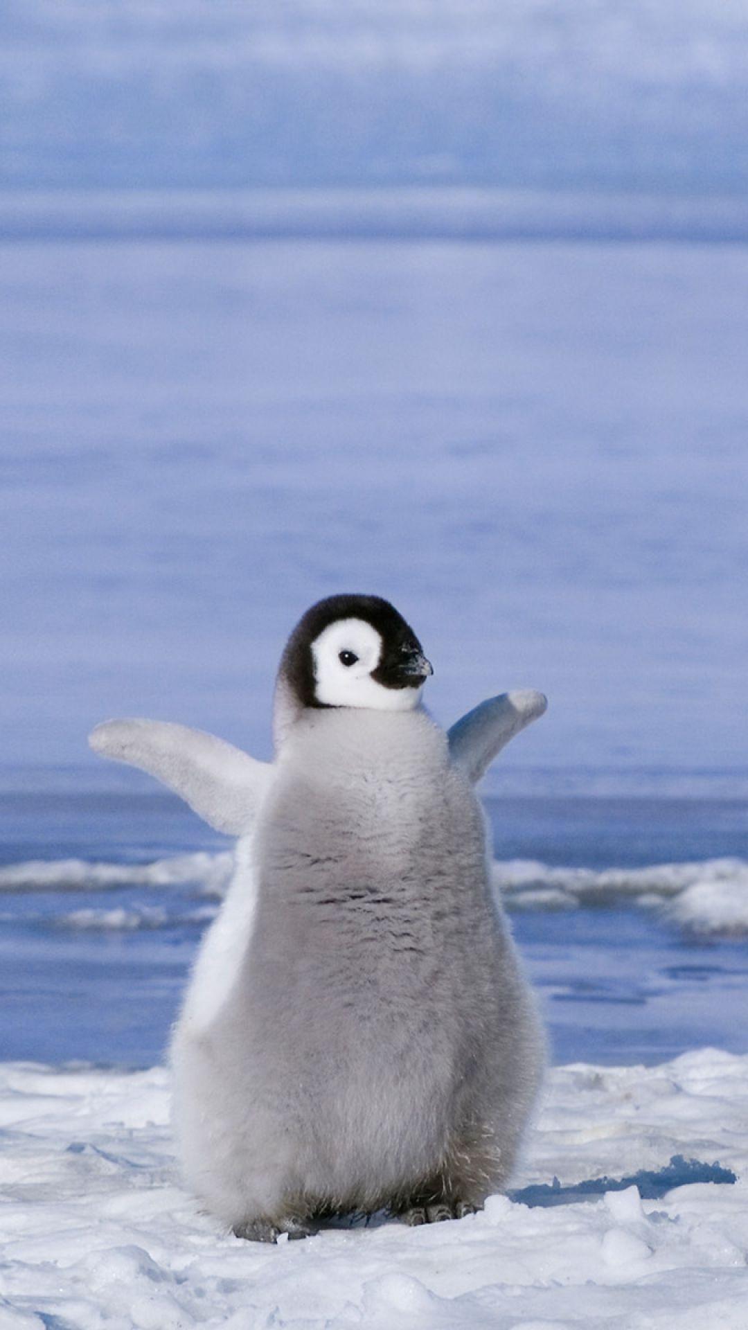 Penguins Wallpapers Cute