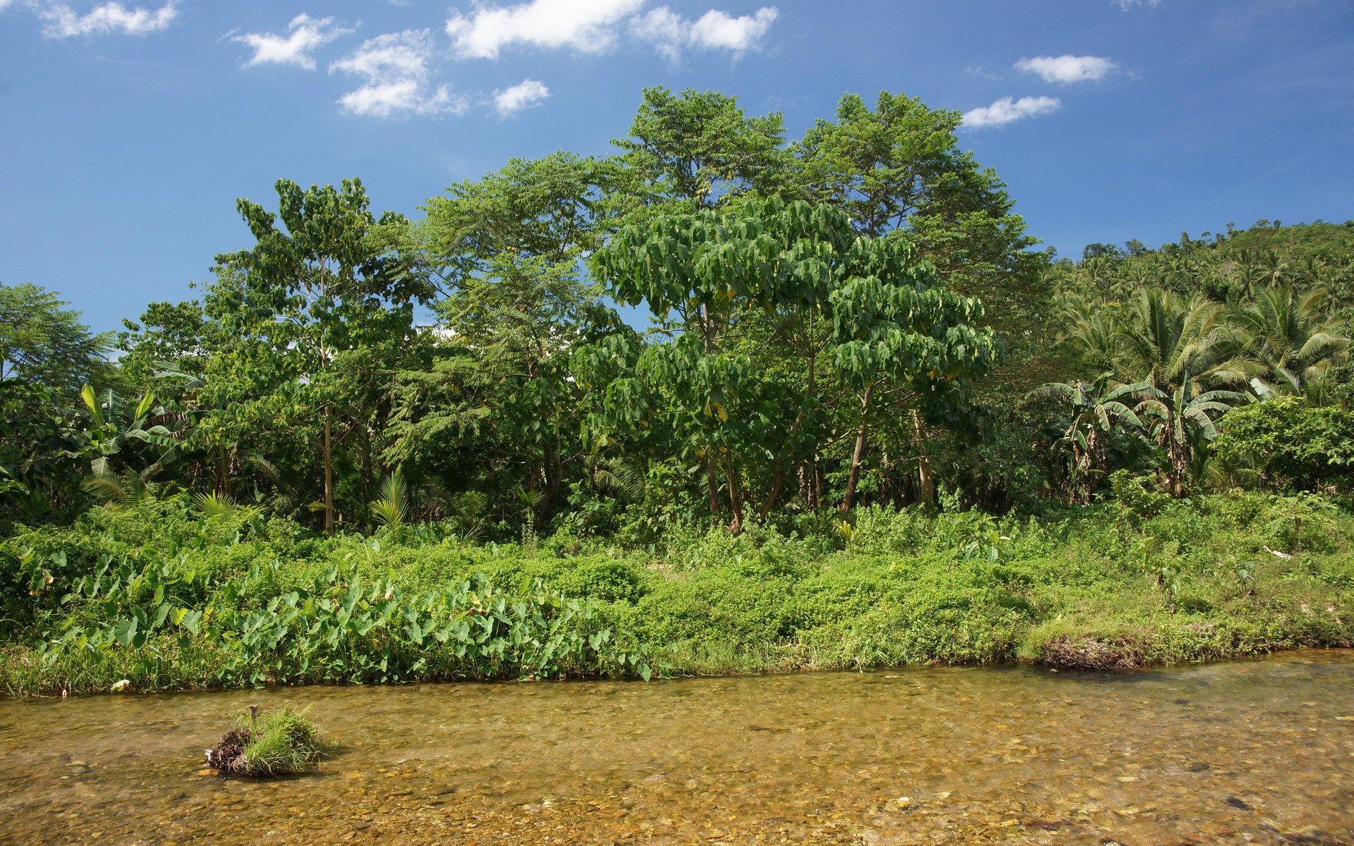1920x1200 Vegetation Wallpaper. Vegetation Wallpaper, Vegetation Architecture Desktop Background and Vegetation iPhone Wallpaper
