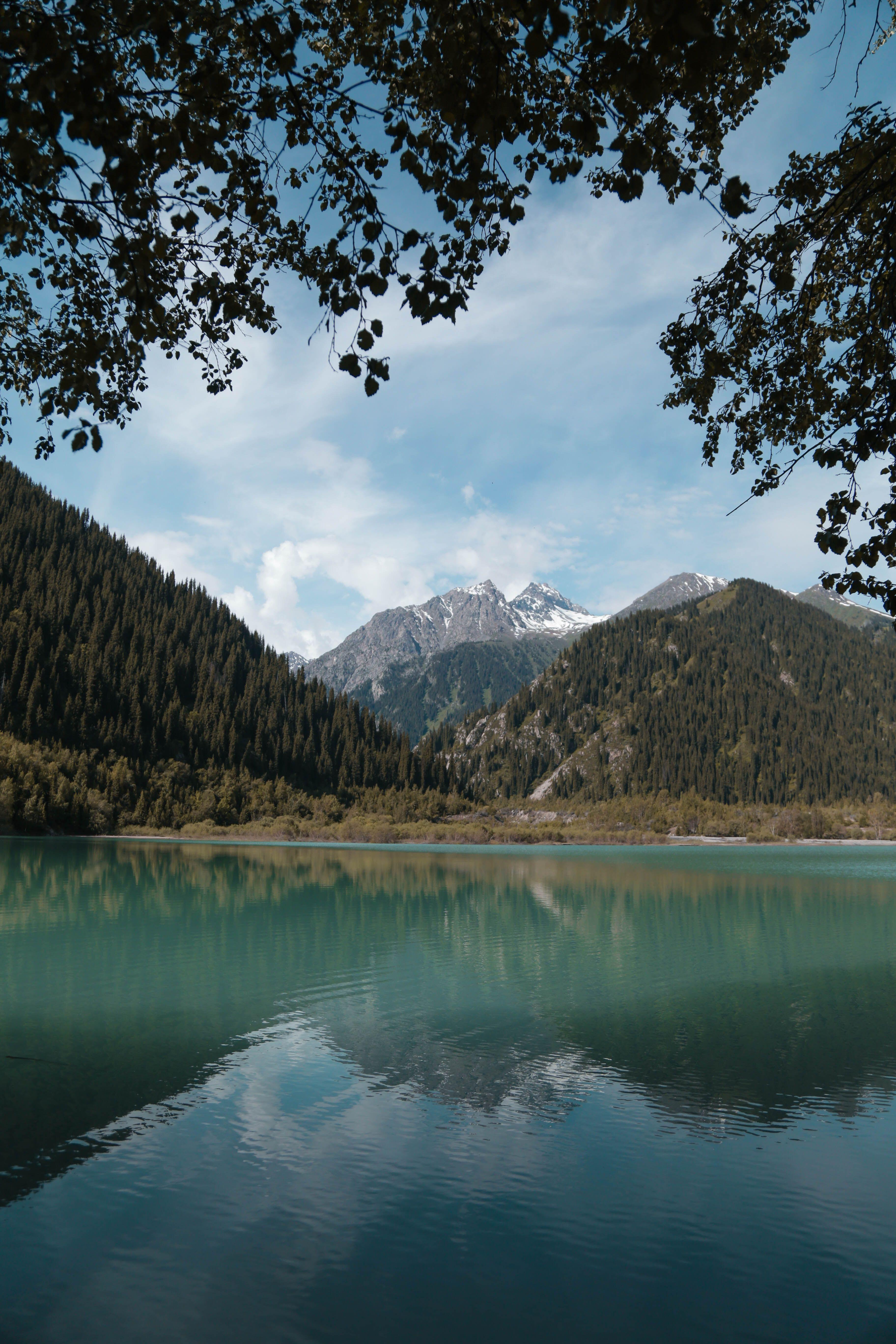 3648x5472 Clear River Beside Green Forest wallpaper