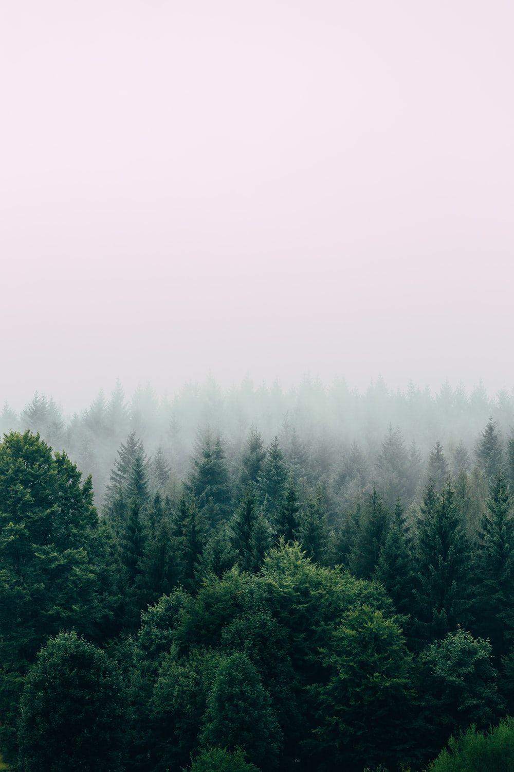1000x1500 Stunning Forest Picture [HQ]. Download Free Image