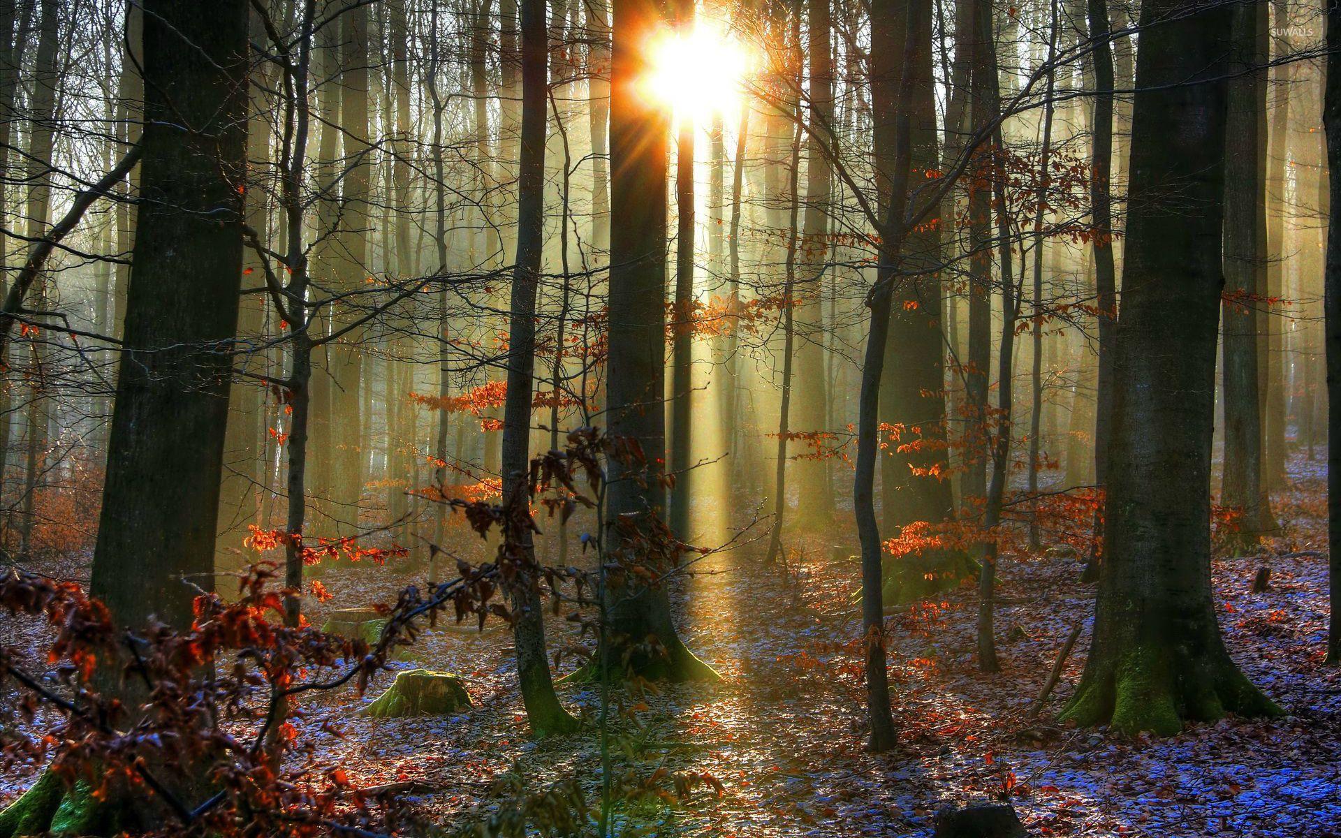 1920x1200 Sunlit snowy forest wallpaper wallpaper