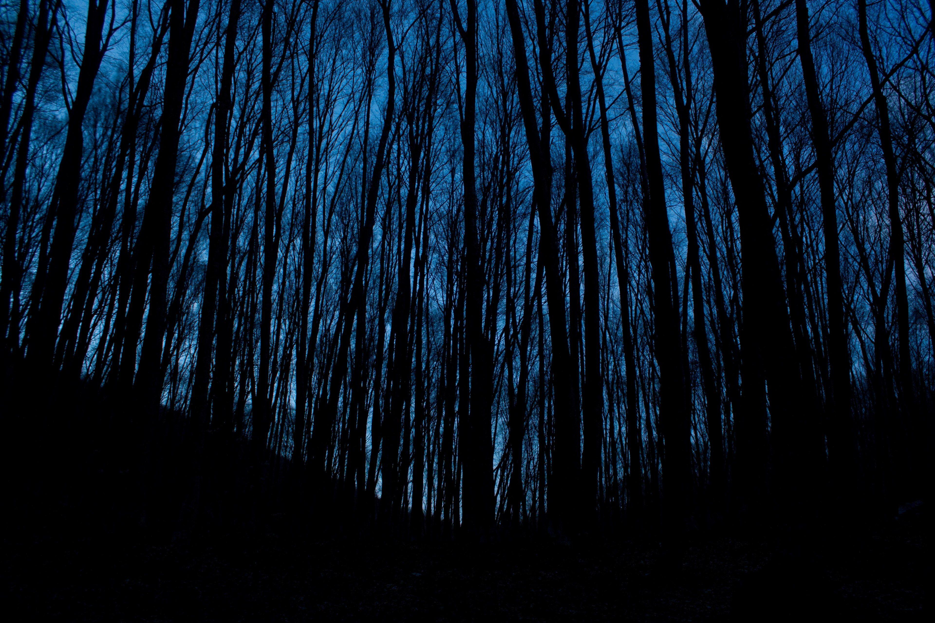 3840x2560 Wallpaper / tall desert trees in the dark forest at night in hora chatyrdah, dark branches at dusk 4k wallpaper