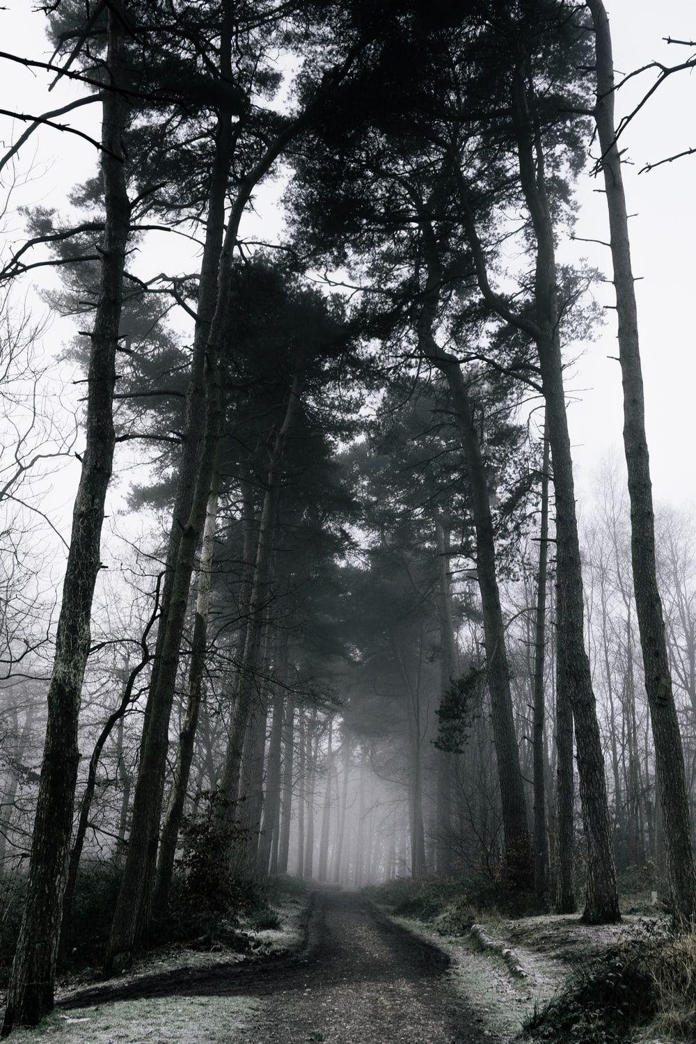 1000x1500 Haunted Picture. Download Free Image