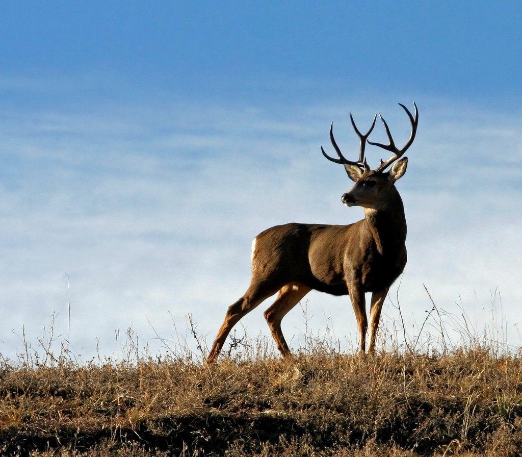 1024x896 Mule Deer Wallpaper