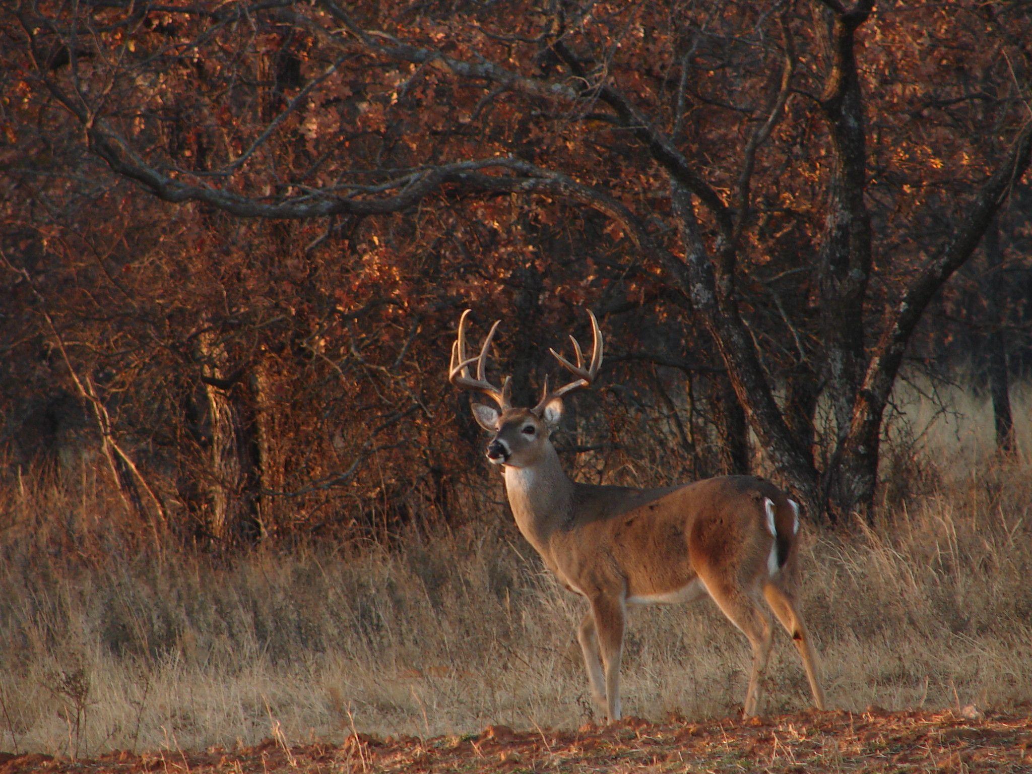 2048x1536 Whitetail deer