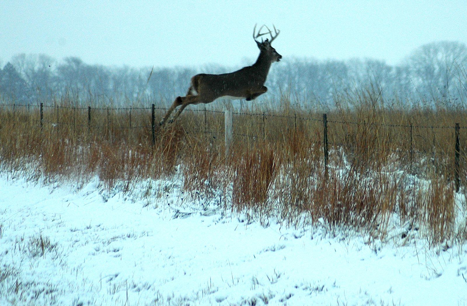 1600x1050 Big Whitetail Bucks Wallpaper Whitetail Buck Wallpaper Deer Background
