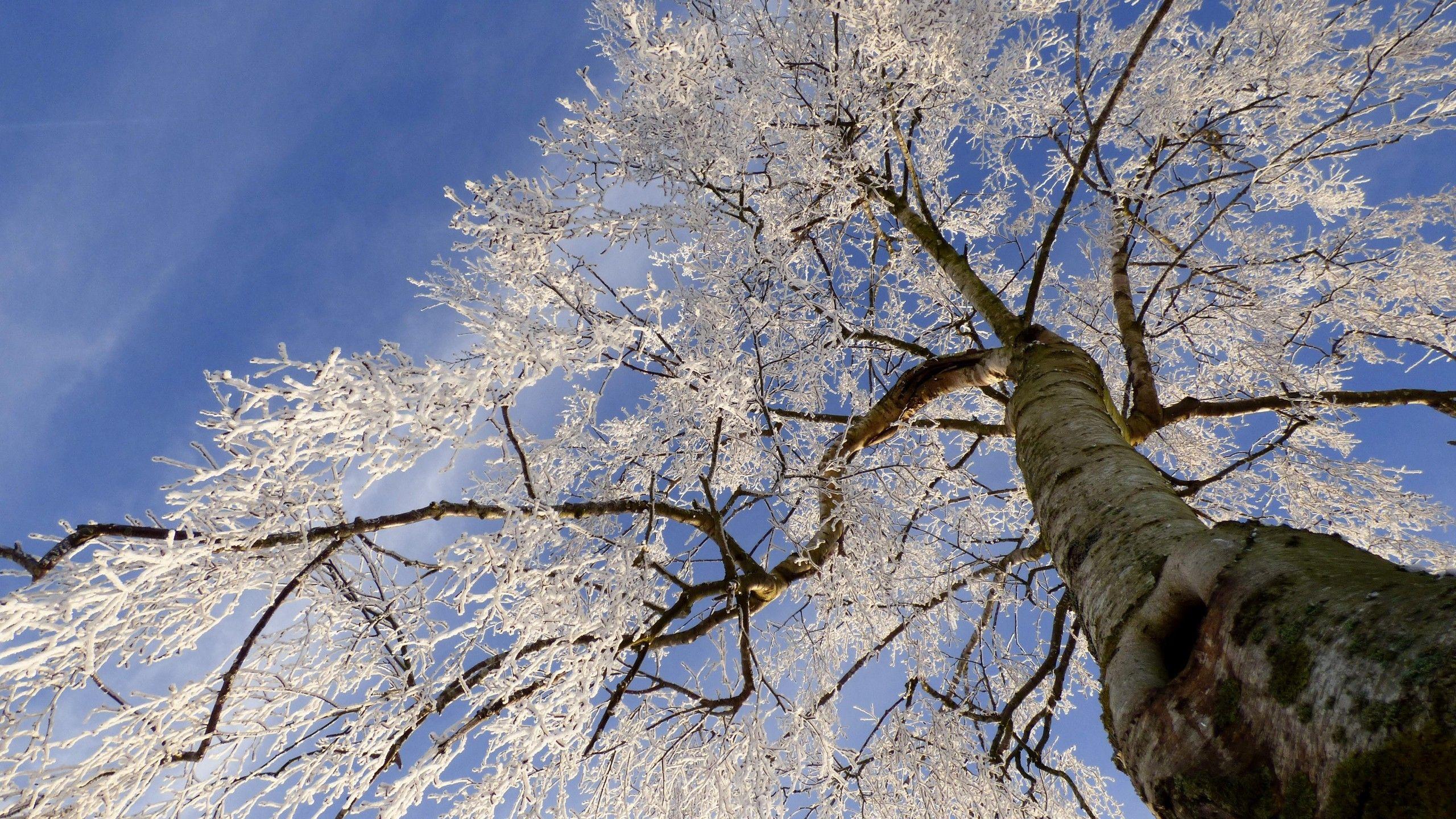 2560x1440 White Tree Frosty Winter Nature Season Sky Top Ultra HD Wallpaper 2560x1440 :