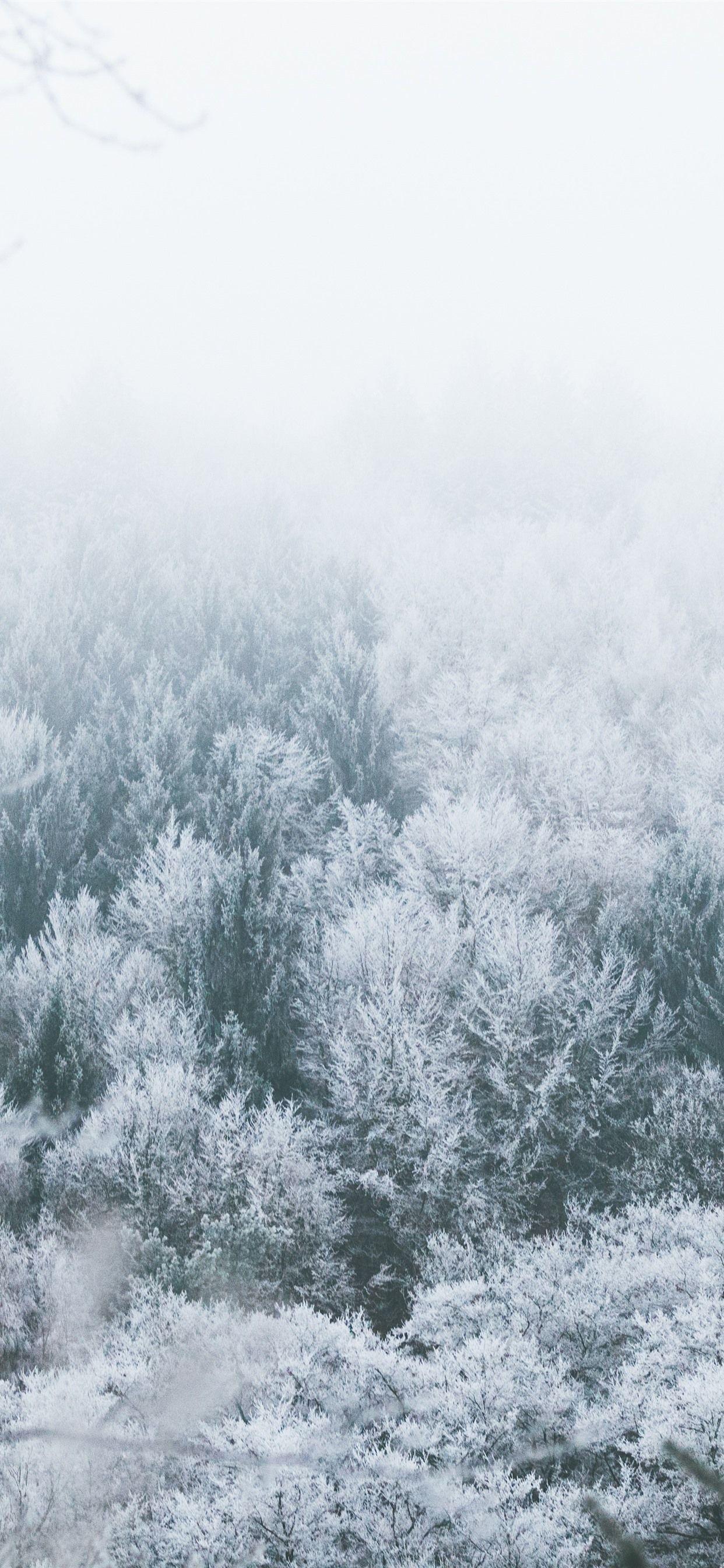 1242x2688 Wallpaper Trees, frost, winter, snow, fog 5120x2880 UHD 5K Picture, Image