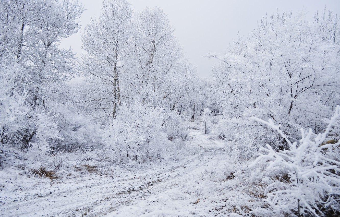 1332x850 Wallpaper Winter, Snow, Frost, Winter, Frost, Snow image for desktop, section природа