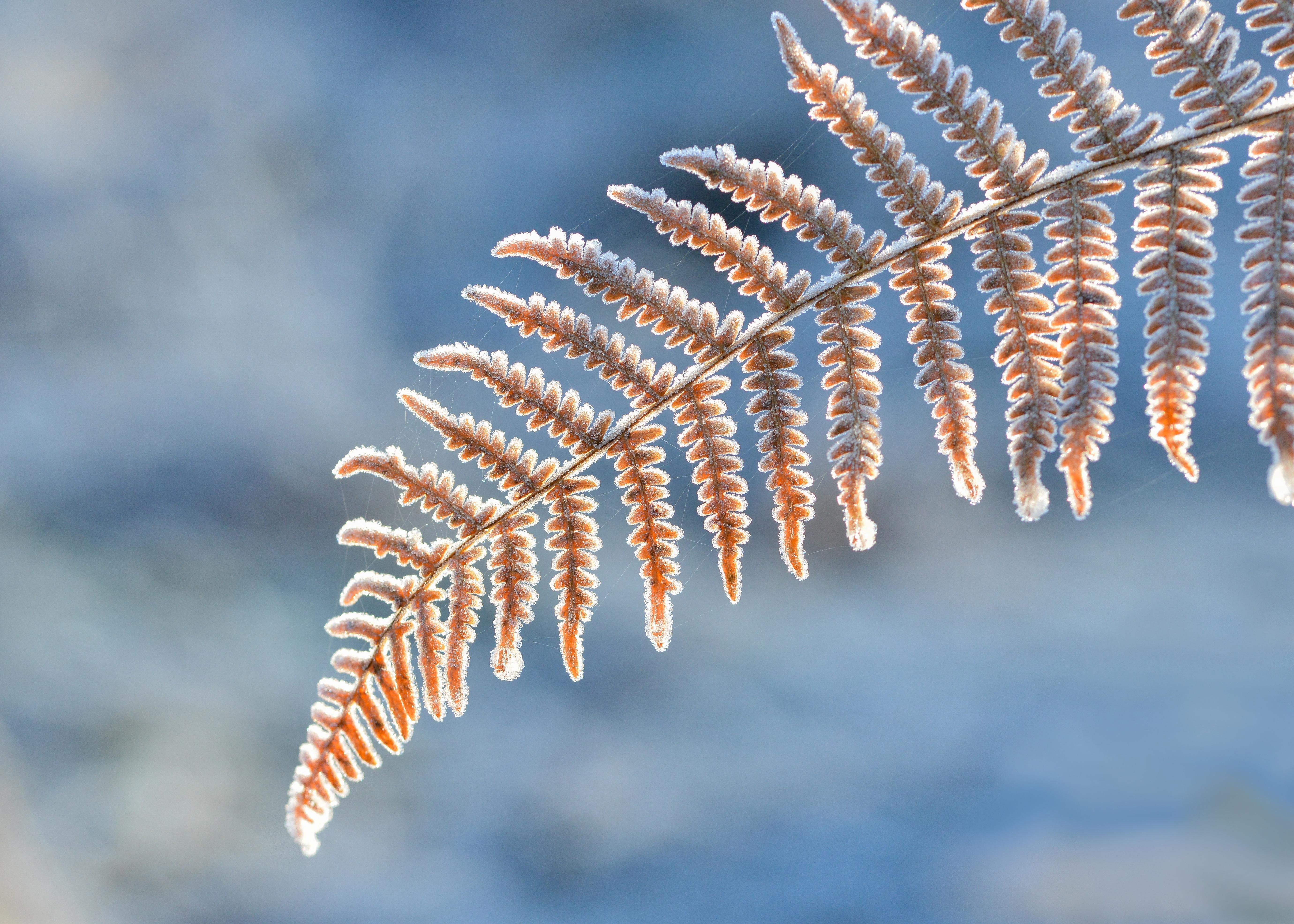 5520x3943 Macro Winter Wallpaper