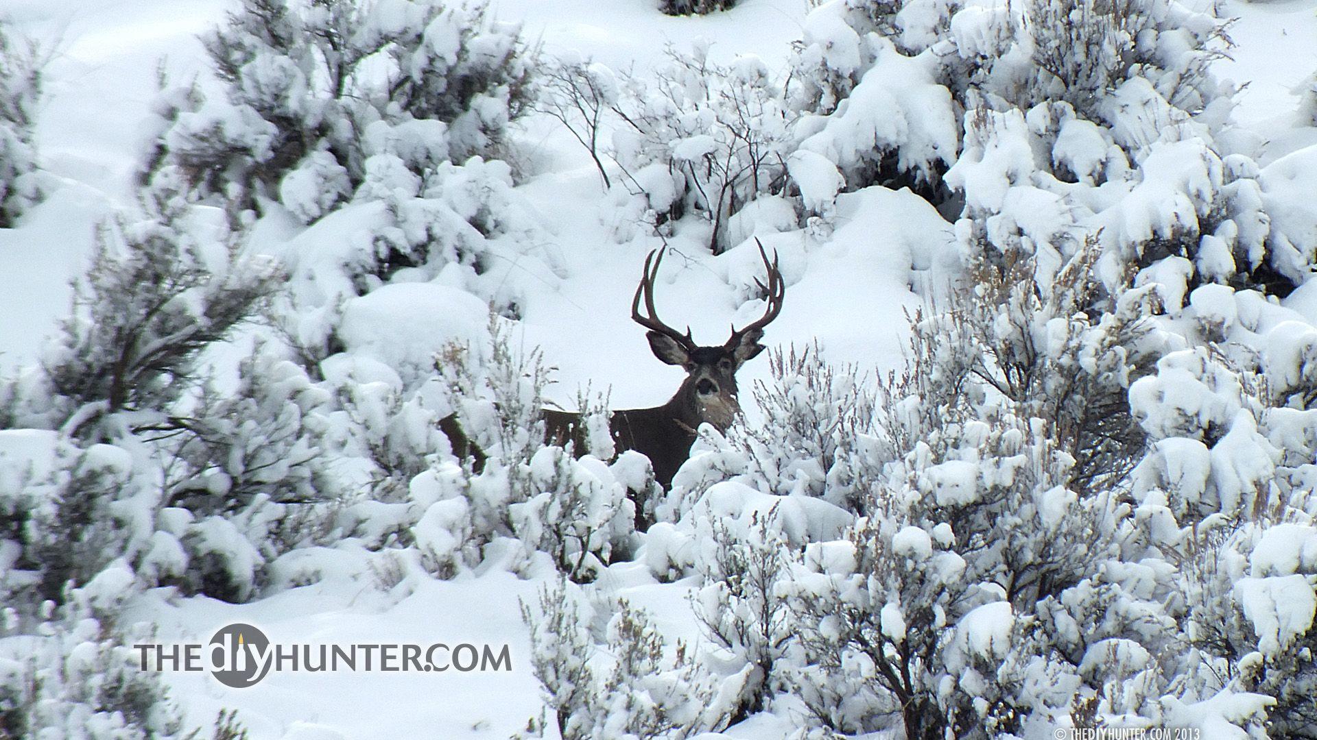 1920x1080 Whitetail Deer In Snow
