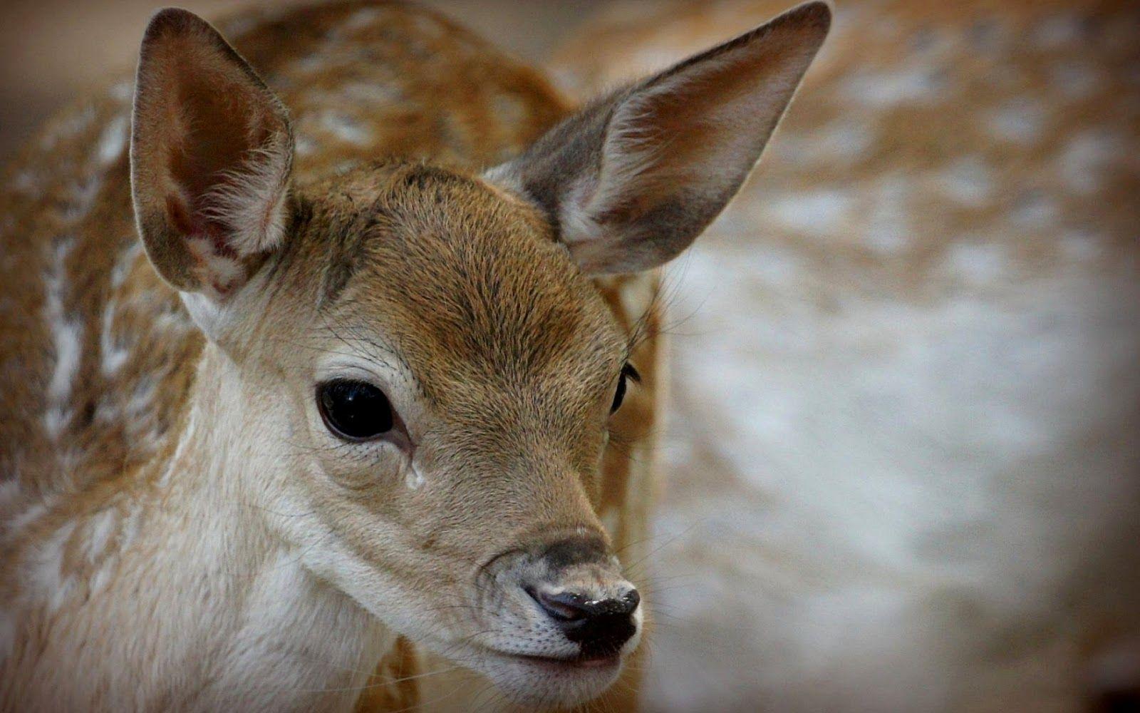 1600x1000 hd whitetail deer wallpaper Desktop Wallpaperk HD