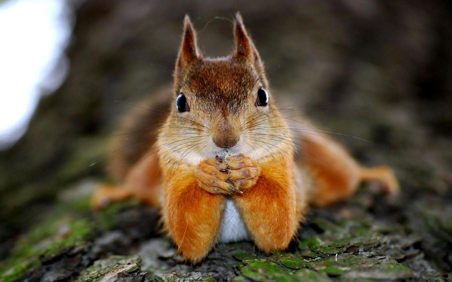 1920x1200 Cute Squirrel Wallpaper
