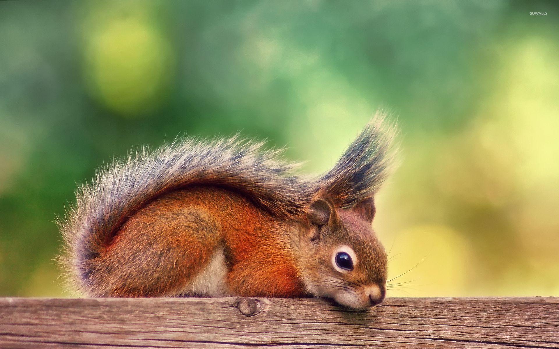 Cool Squirrel Wallpapers - Top Free Cool Squirrel Backgrounds ...