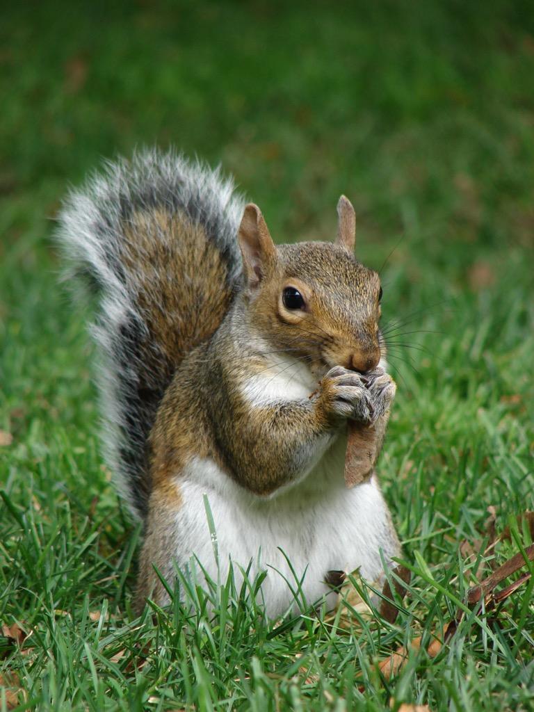 Cool Squirrel Wallpapers - Top Free Cool Squirrel Backgrounds ...