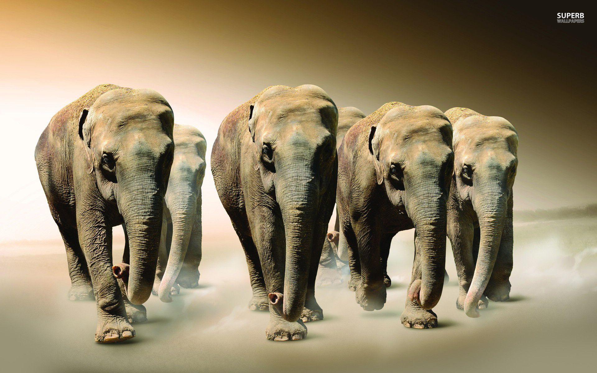 1920x1200 Elephant Boxing Digital Art HD Desktop Wallpaper, Box Wallpaper HD Wallpaper & Background Download