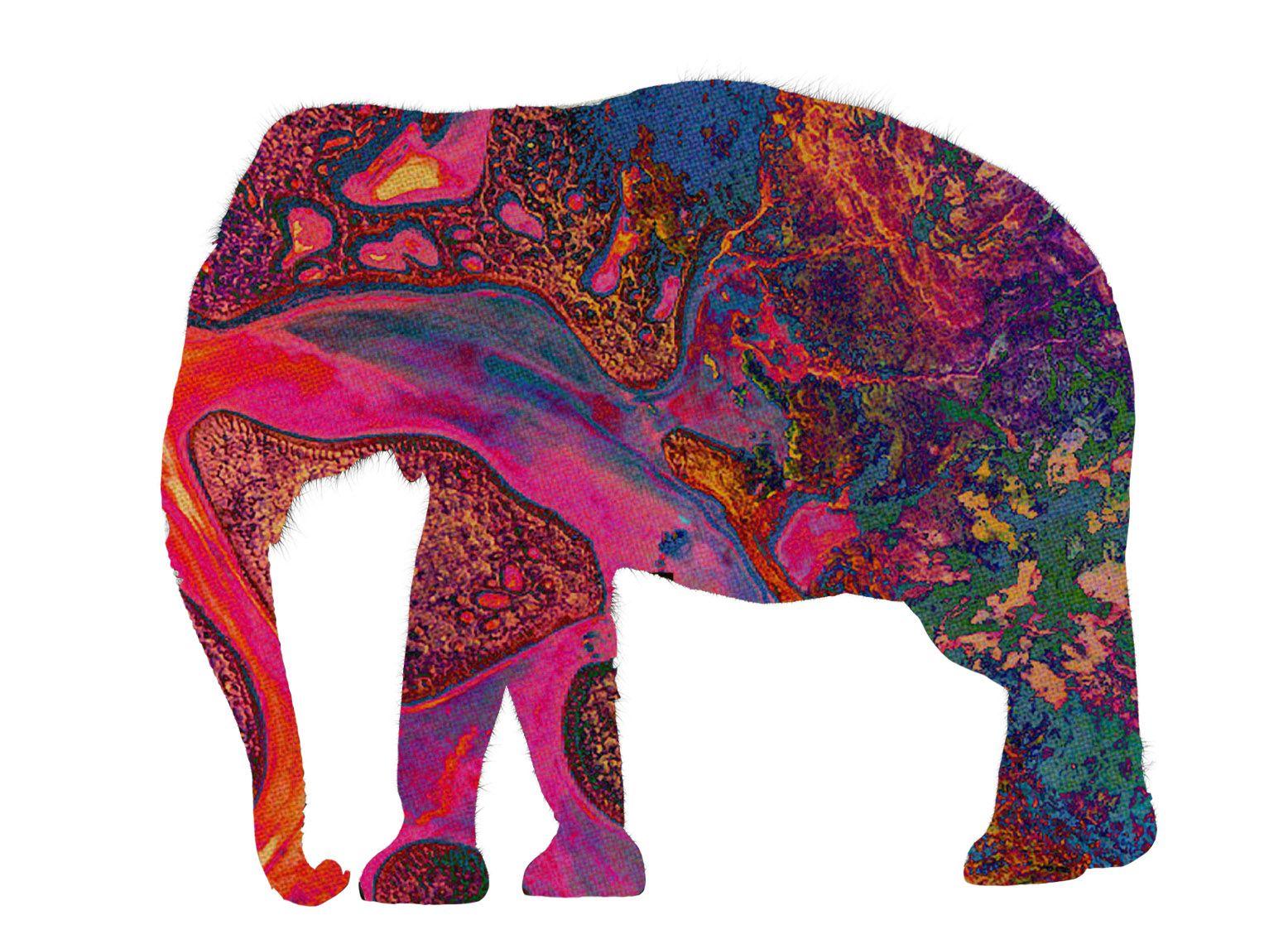 1556x1146 Tame Impala Elephant Artwork