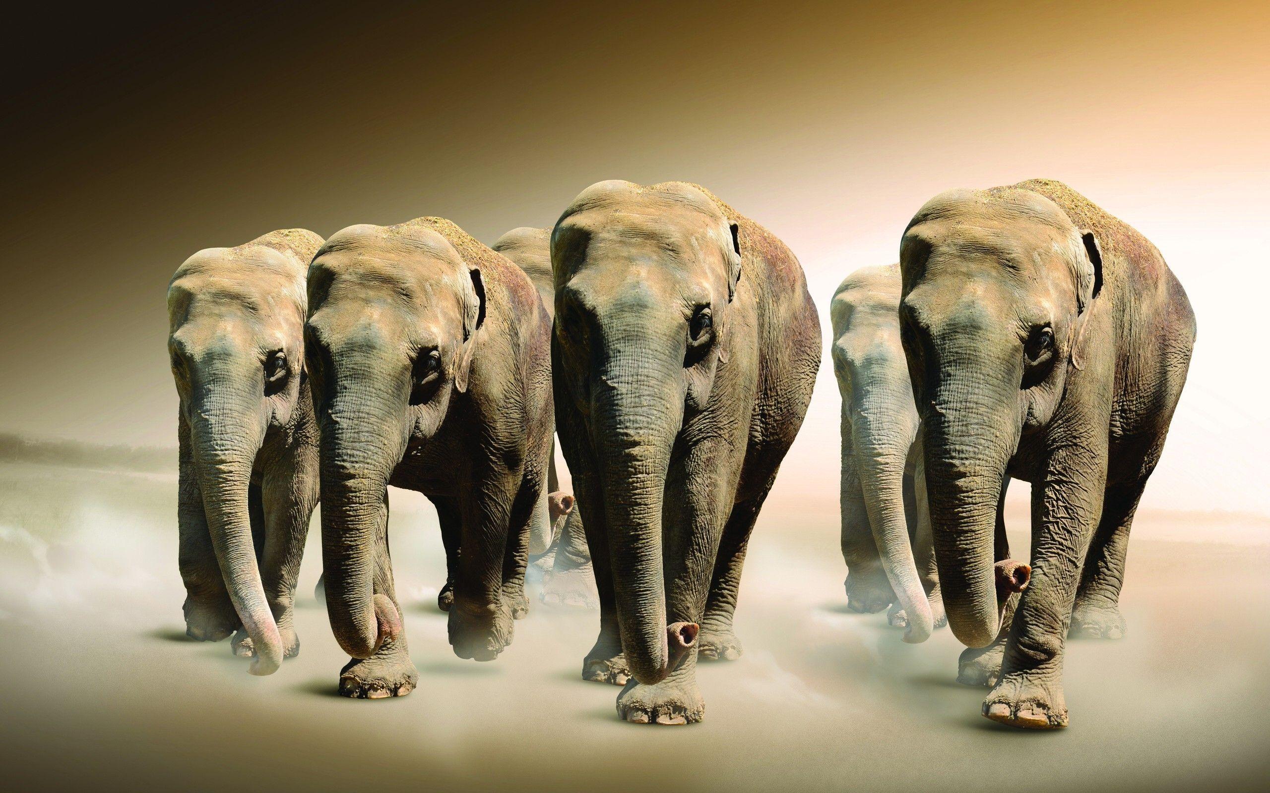 2560x1600 fantasy art artwork elephants wild 2560x1600 wallpaper High Quality Wallpaper, High Definition Wallpaper