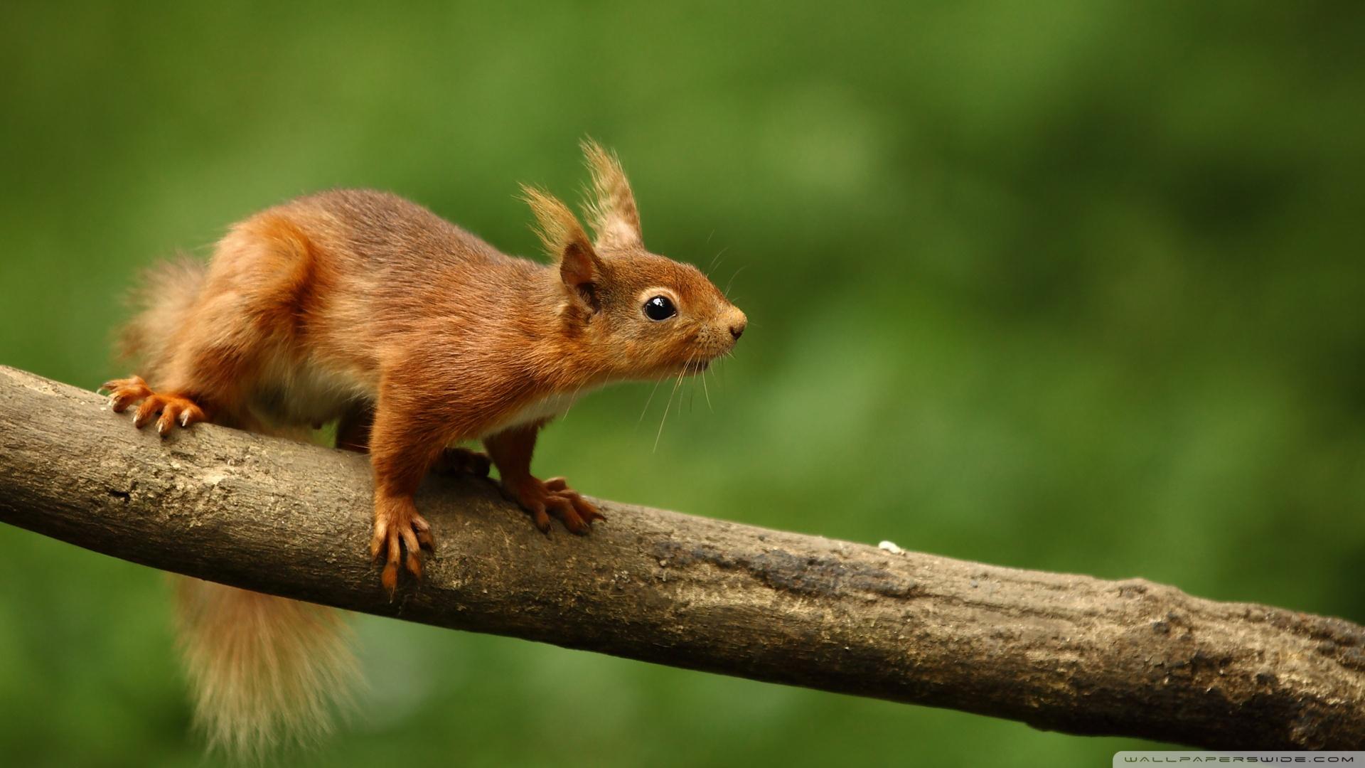 Squirrel Full Wallpapers APK for Android Download