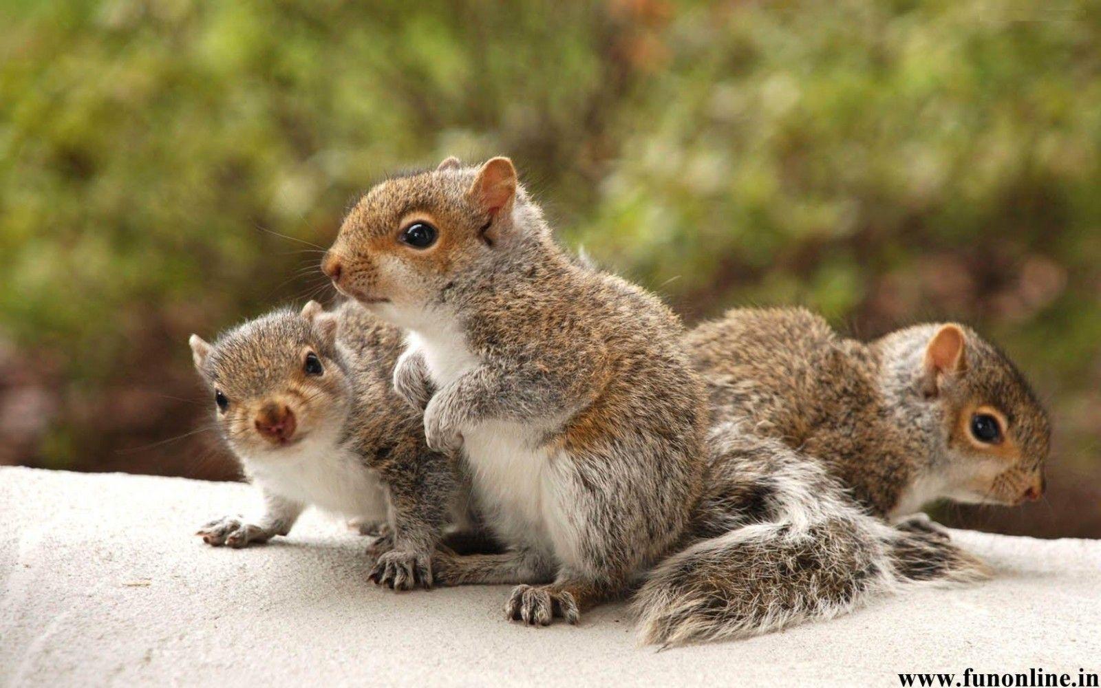 1600x1000 Baby Squirrel Wallpaper Baby Wallpaper. Baby squirrel, Baby animals funny, Cute squirrel