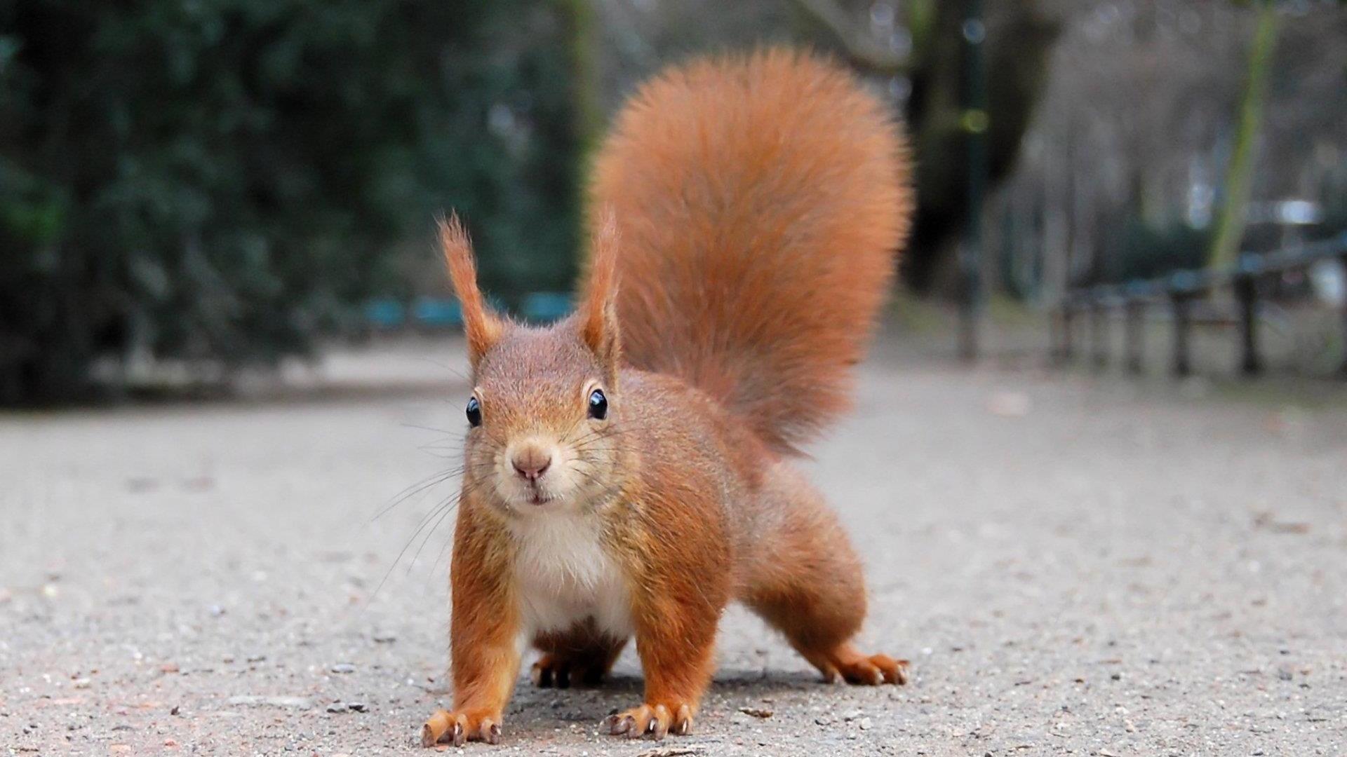 1920x1080 Cute squirrel. Live wallpaper for Android