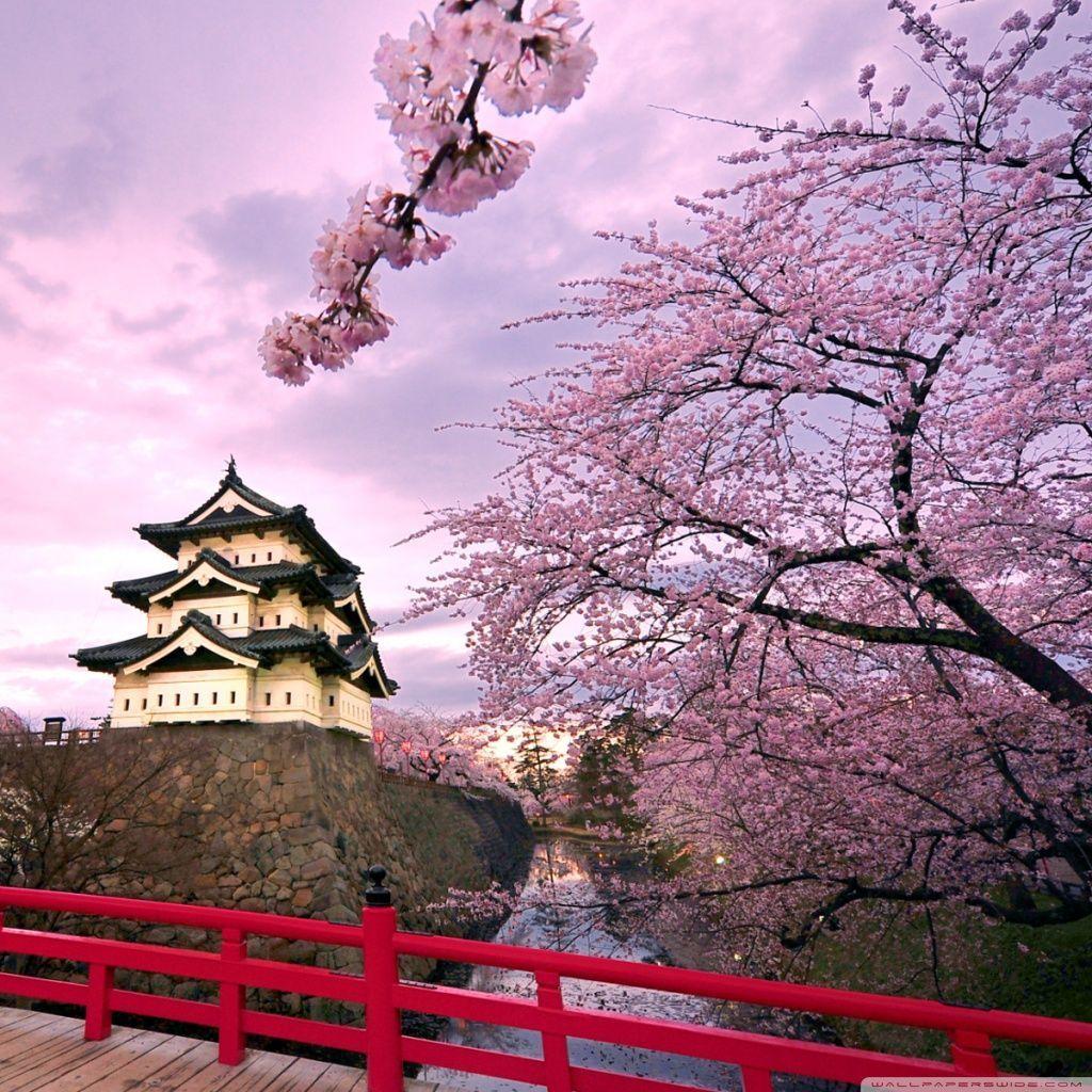 1024x1024 Cherry Blossoms, Japan HD desktop wallpaper : High Definition