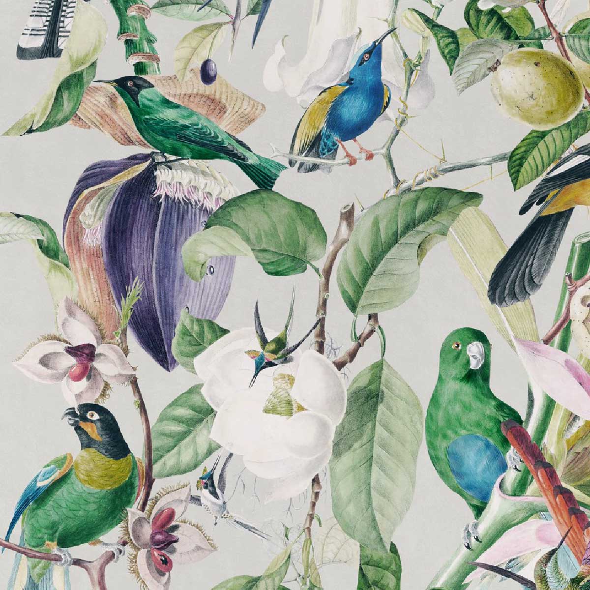 1200x1200 Tropical Birds Wallpaper