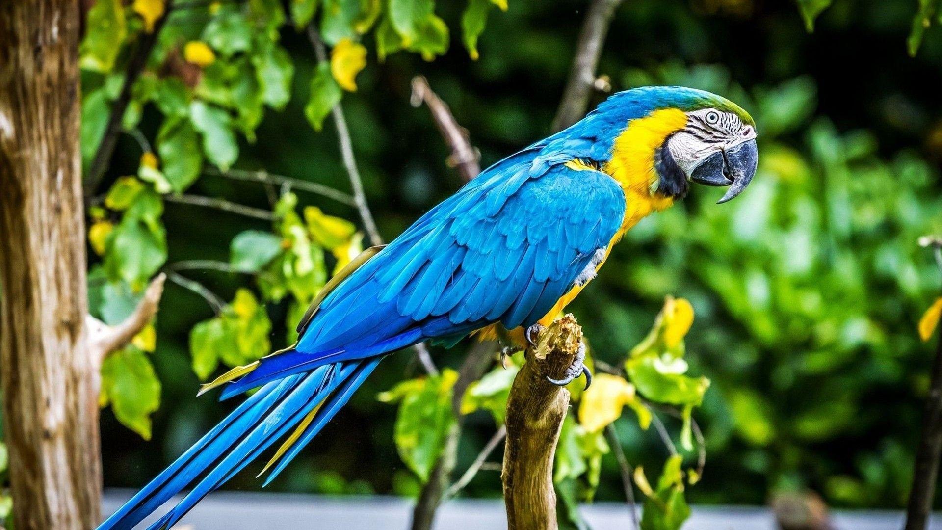 1920x1080 Tropical Bird Macaw Parrot HD Wallpaper 74920 :