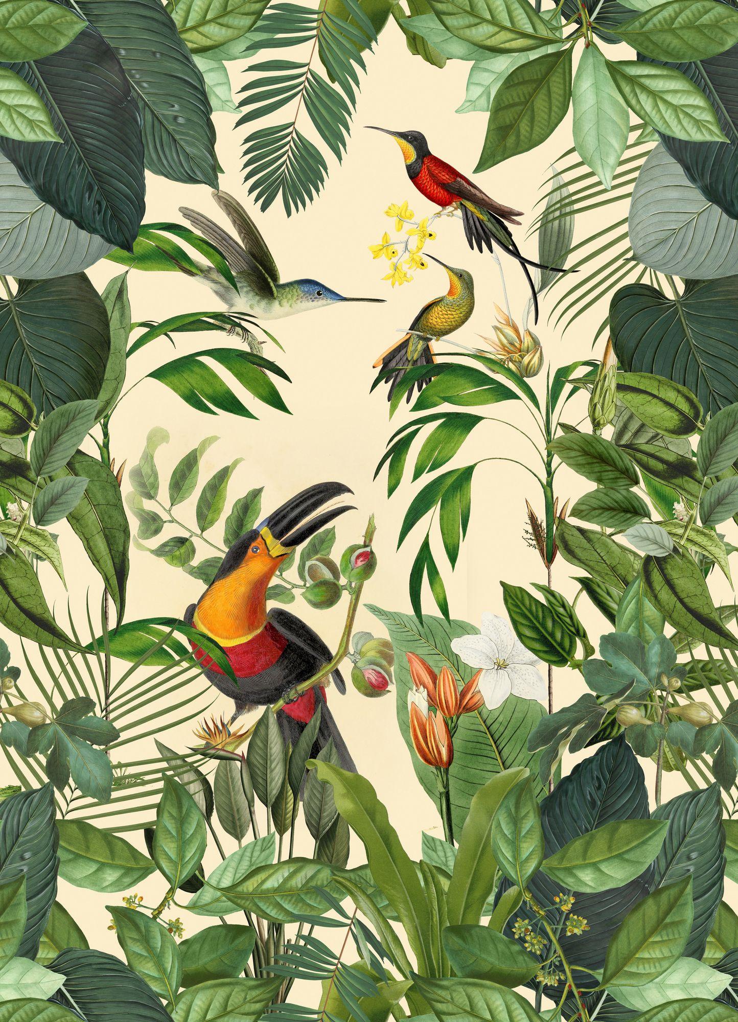 1444x2000 Tropical Bird Wallpaper