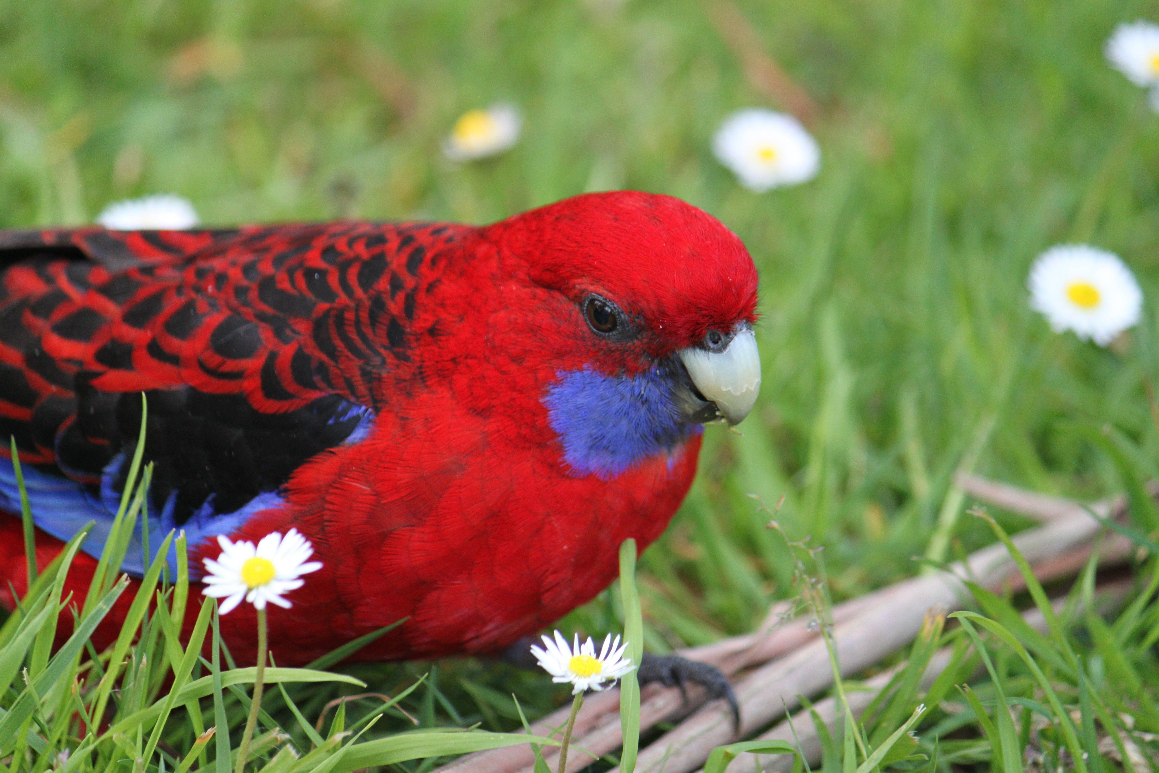 4752x3168 rosella, Parrot, Bird, Tropical, 3 Wallpaper HD / Desktop and Mobile Background